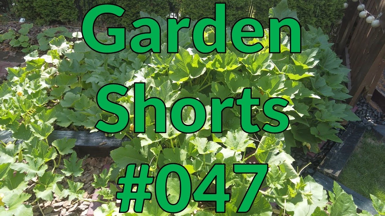 Garden Shorts 047