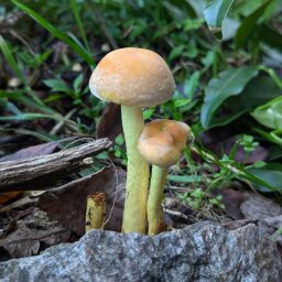 Beitrag 4 von @natureza_lusitana