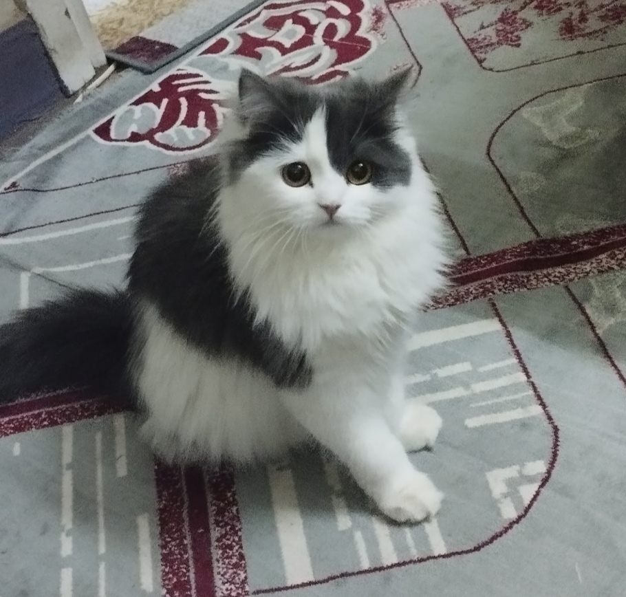 صورة فيروز