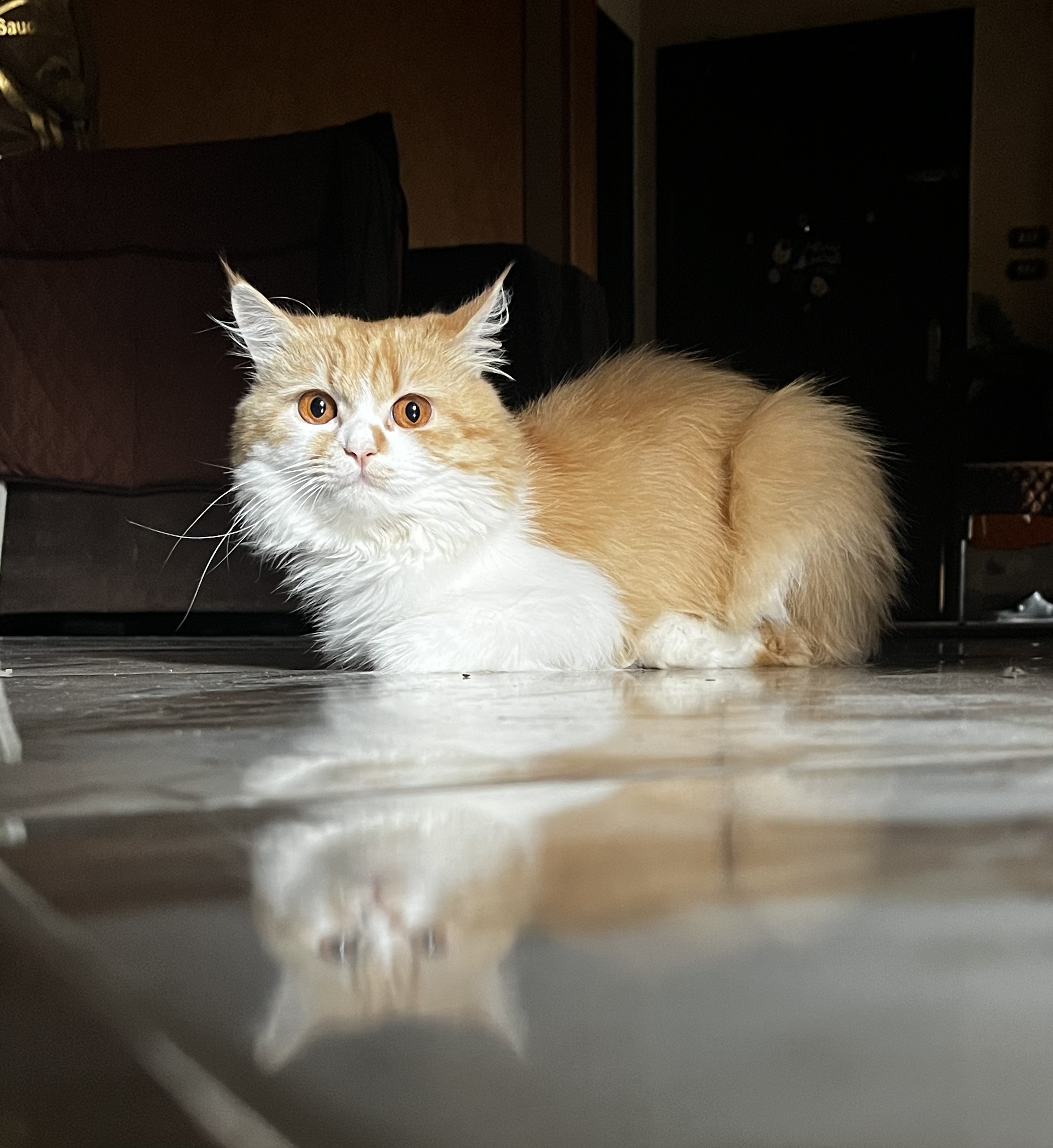 صورة مشمش