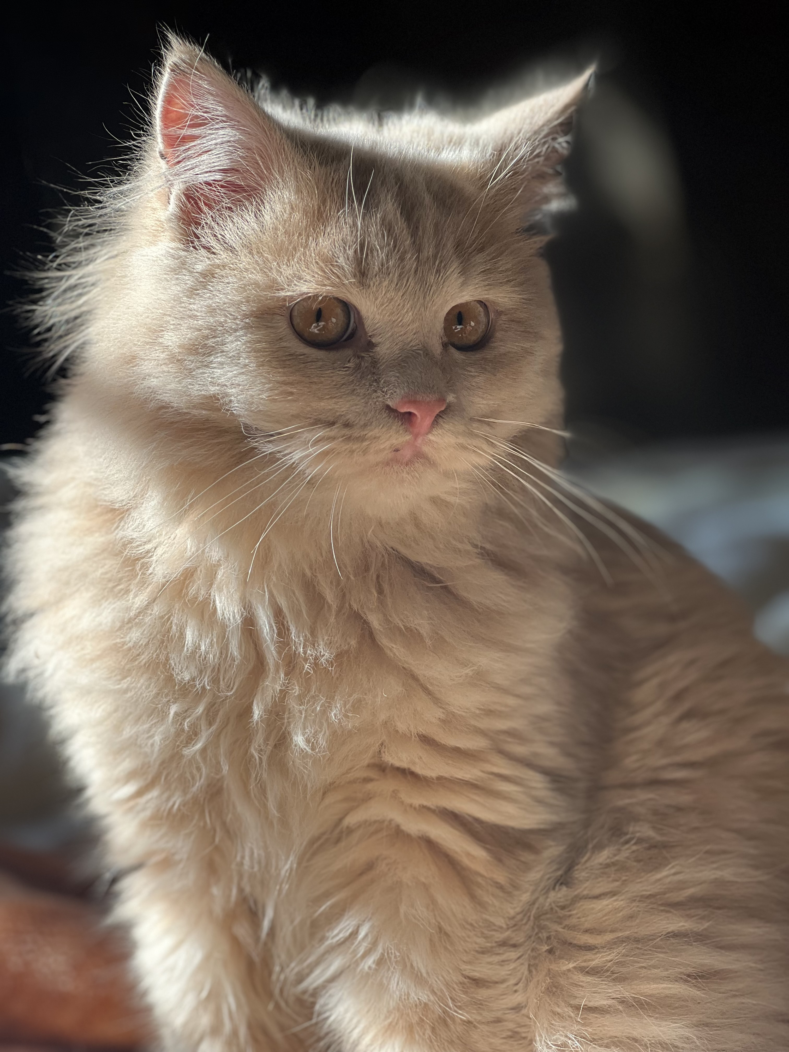 صورة حمص