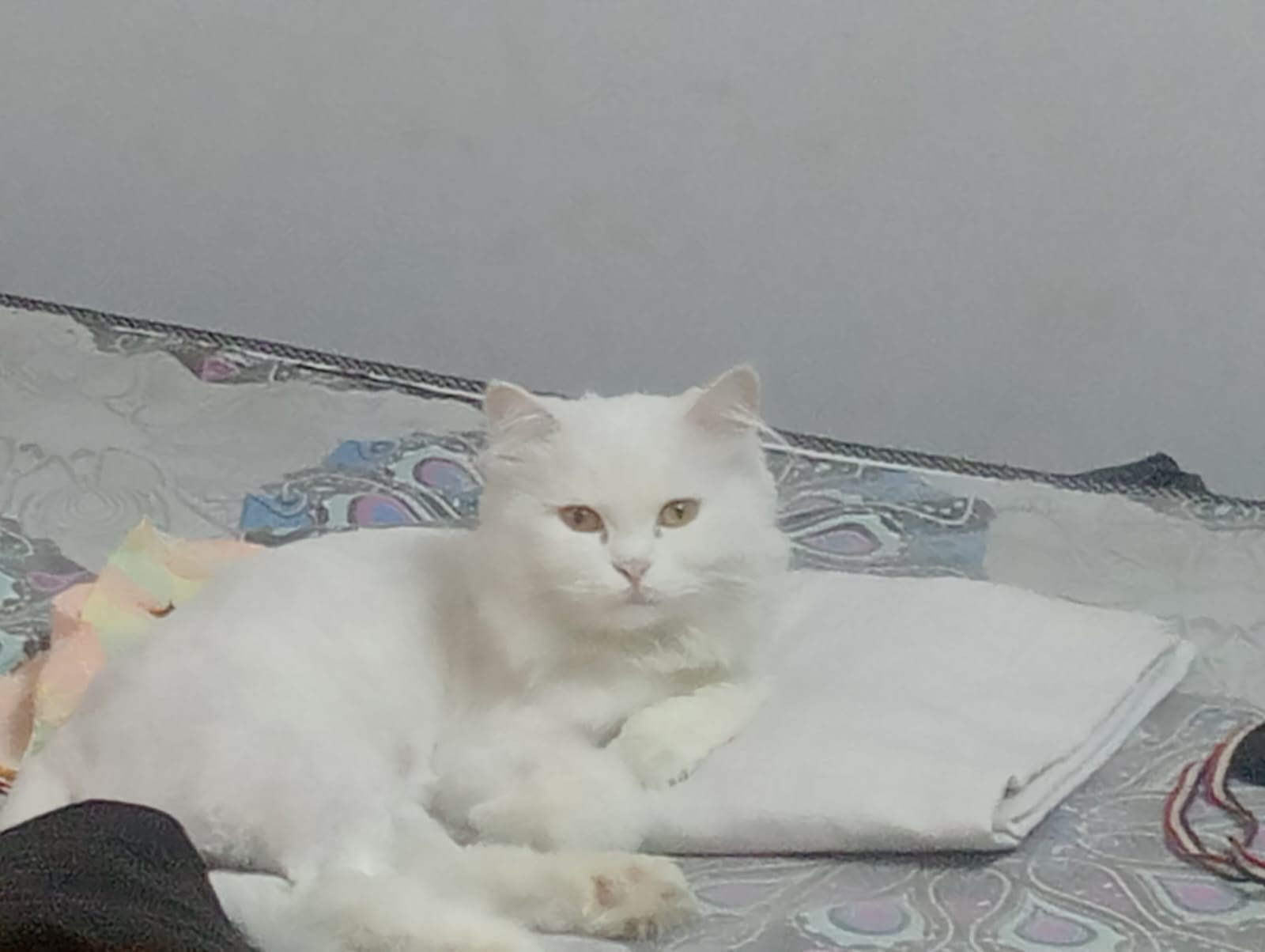 صورة قطقوطه - قطط