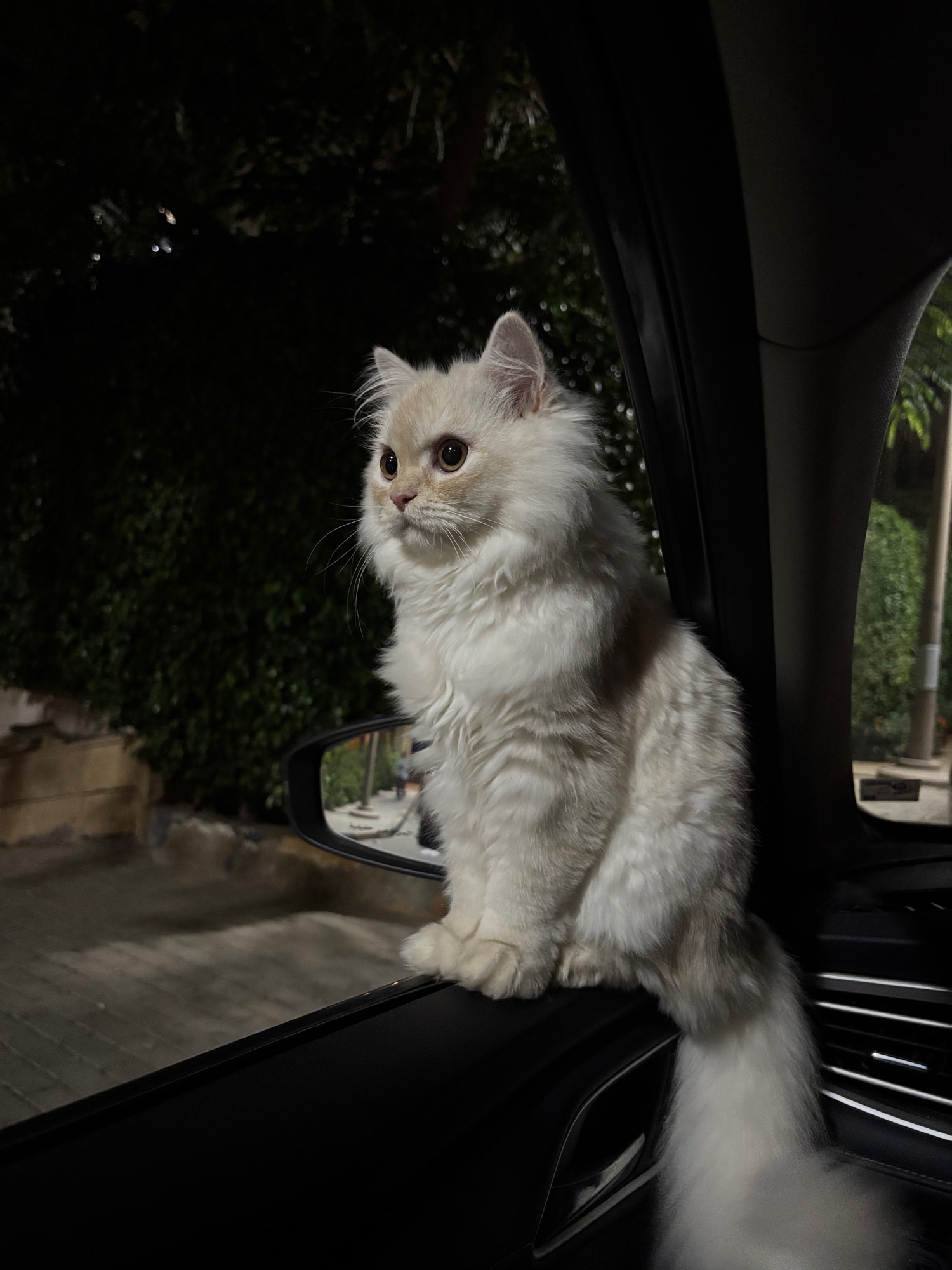 صورة سمبا - قطط