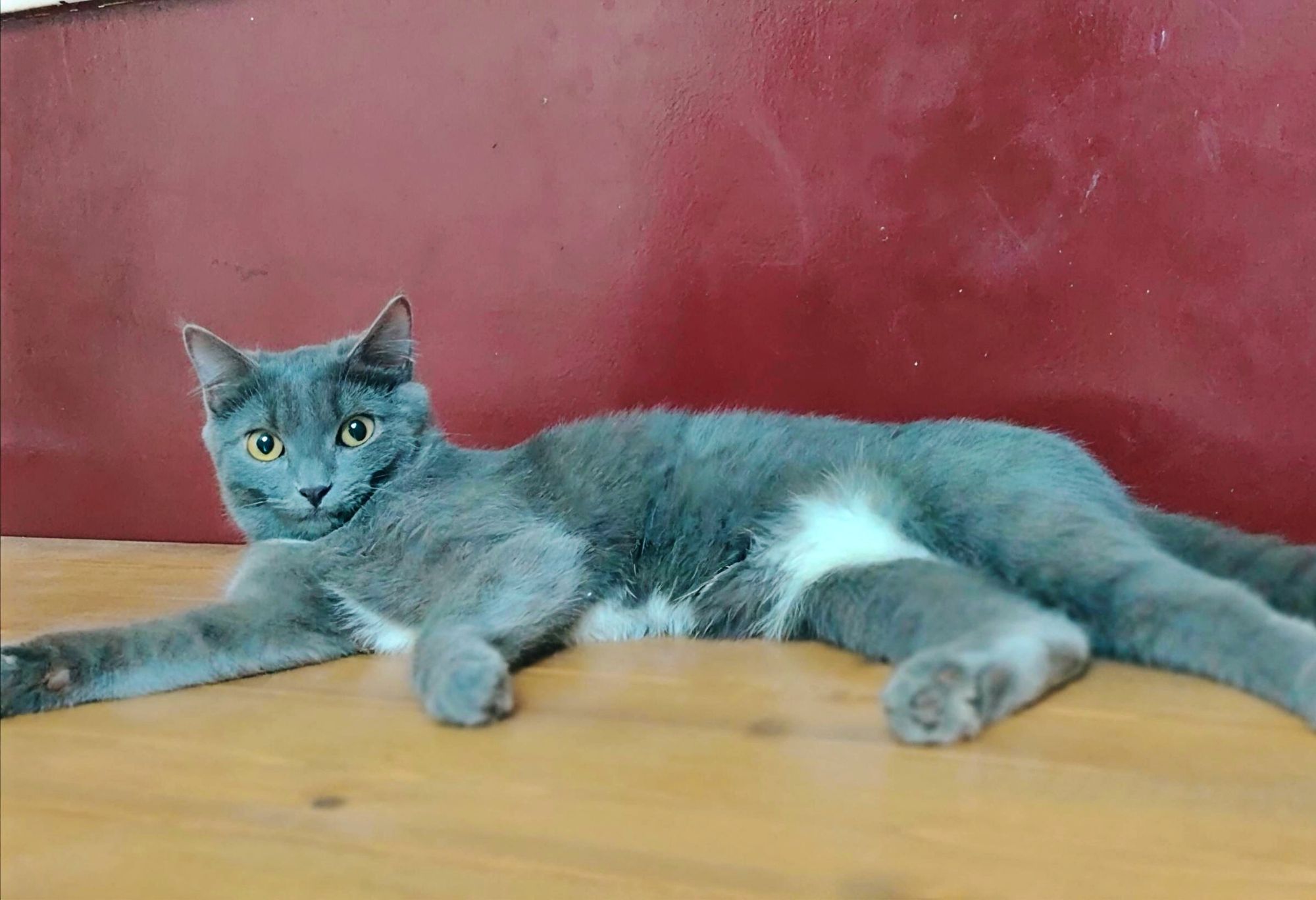 صورة بسبوسه