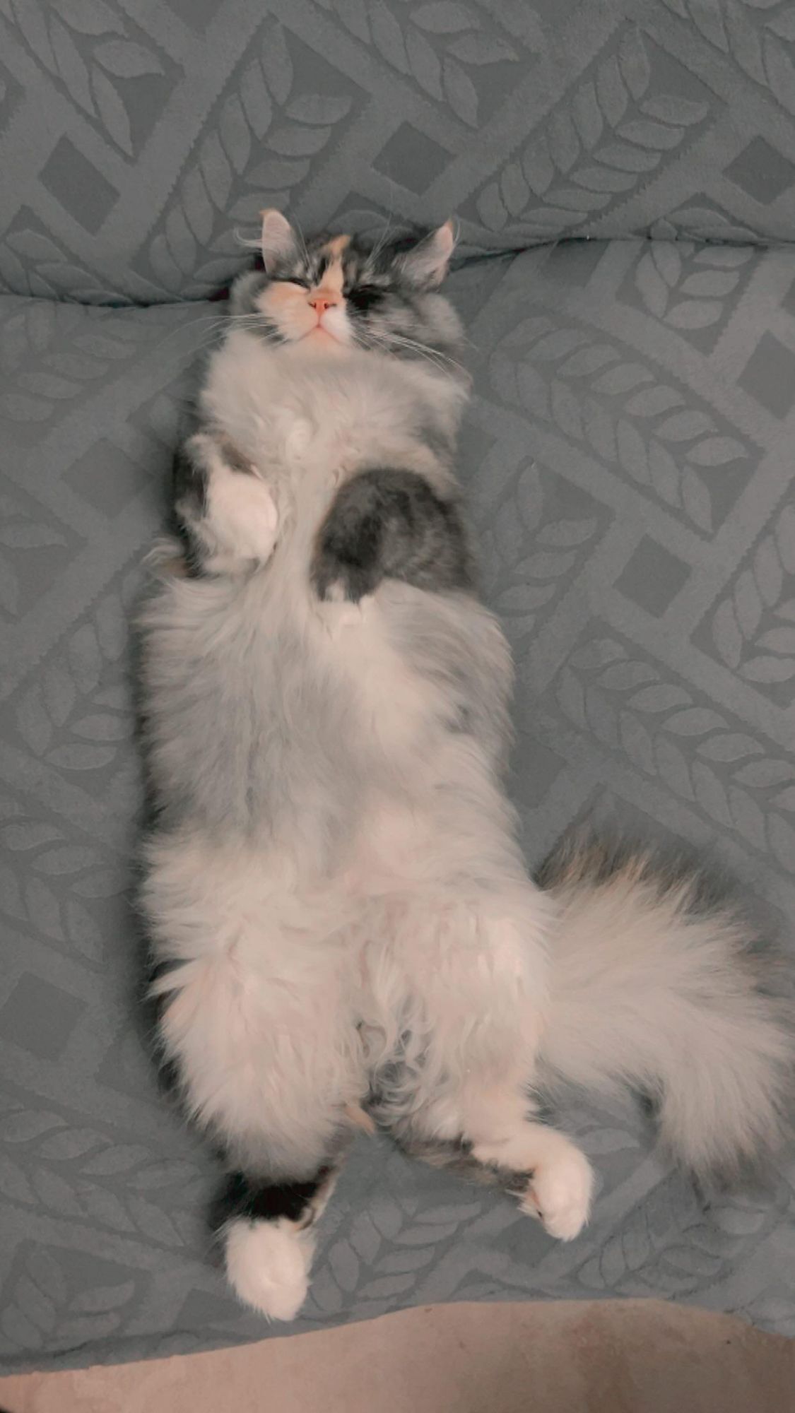 صورة Zaglola