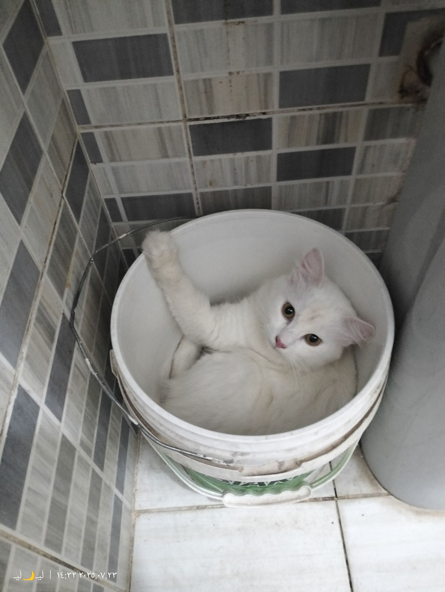صورة لافي - قطط