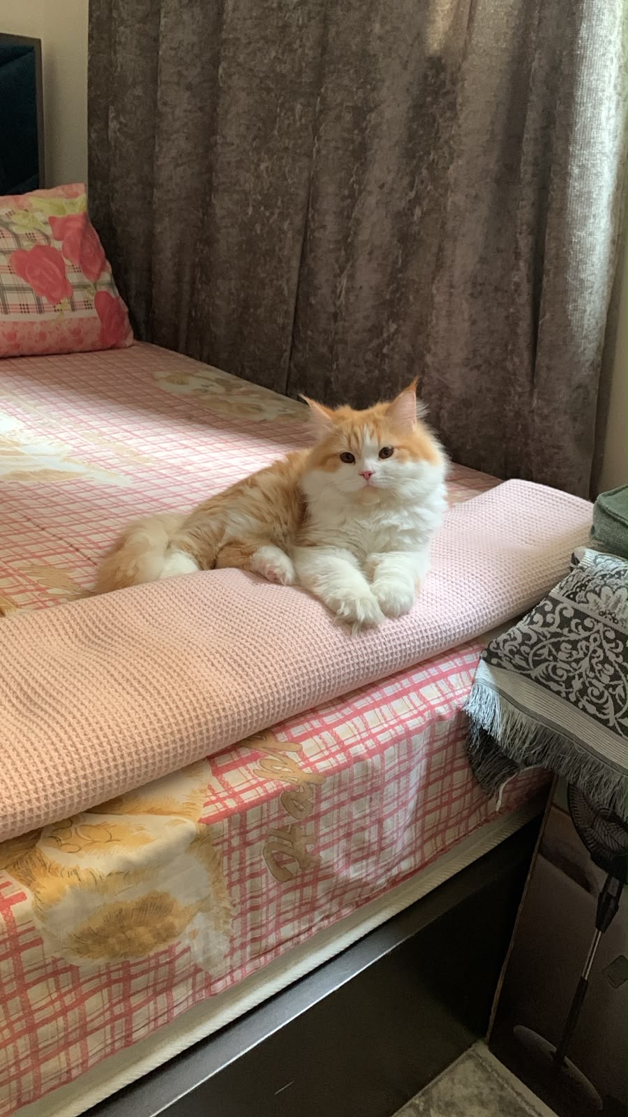 صورة سيمبا