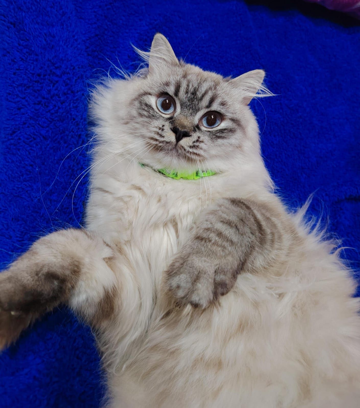 صورة نيمو🐾🐈⬛