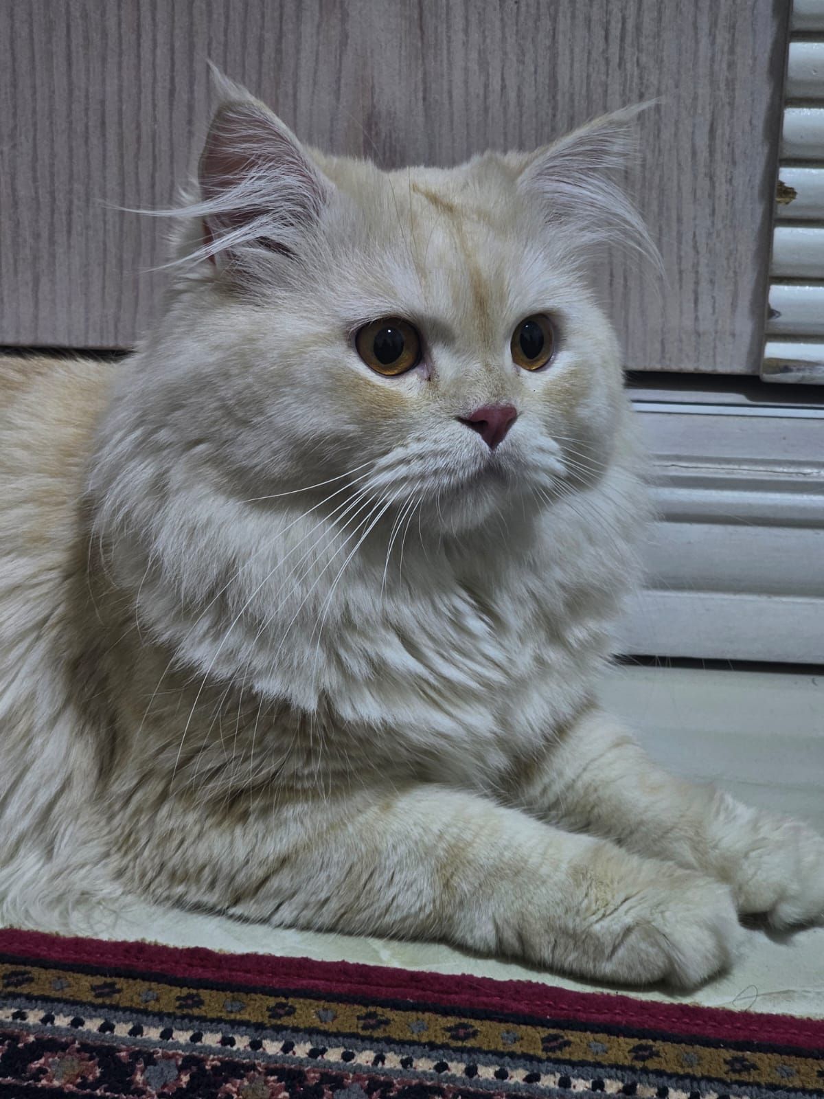صورة Aser