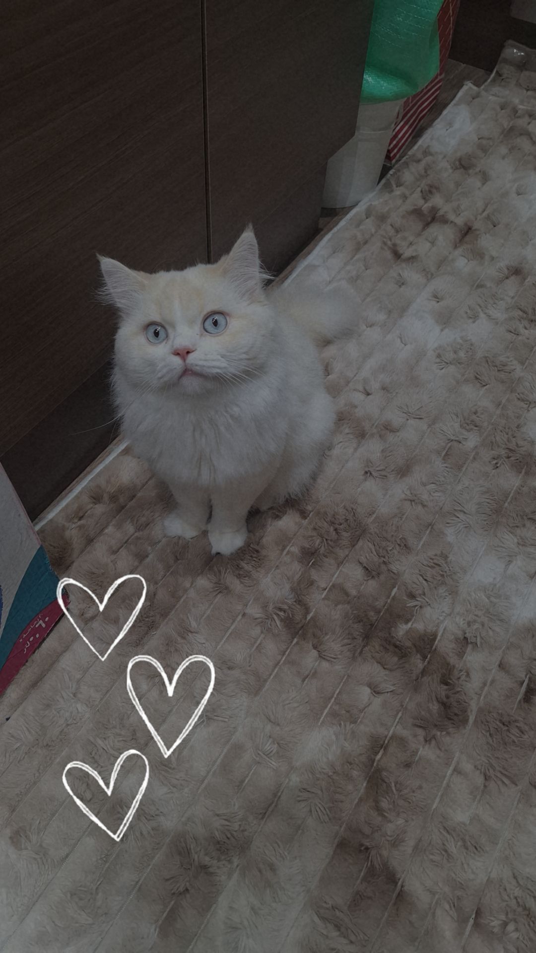 صورة Biso ❤️🐱