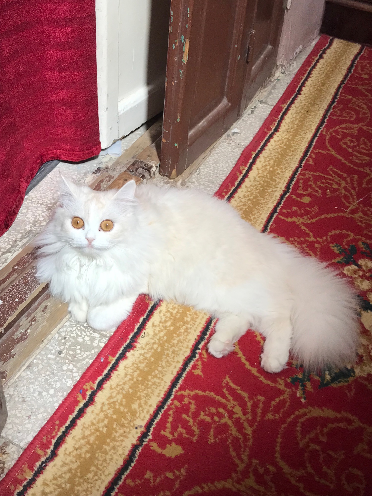 صورة Kity
