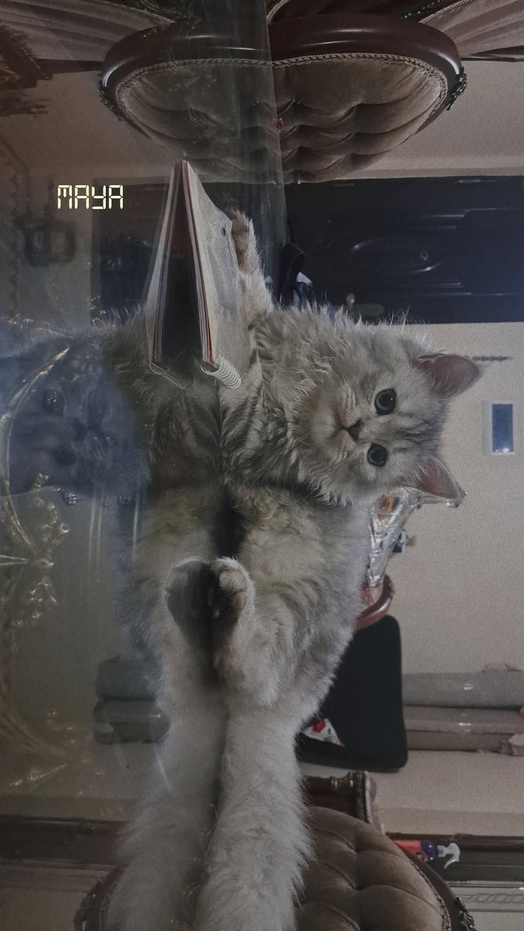 صورة جيسي