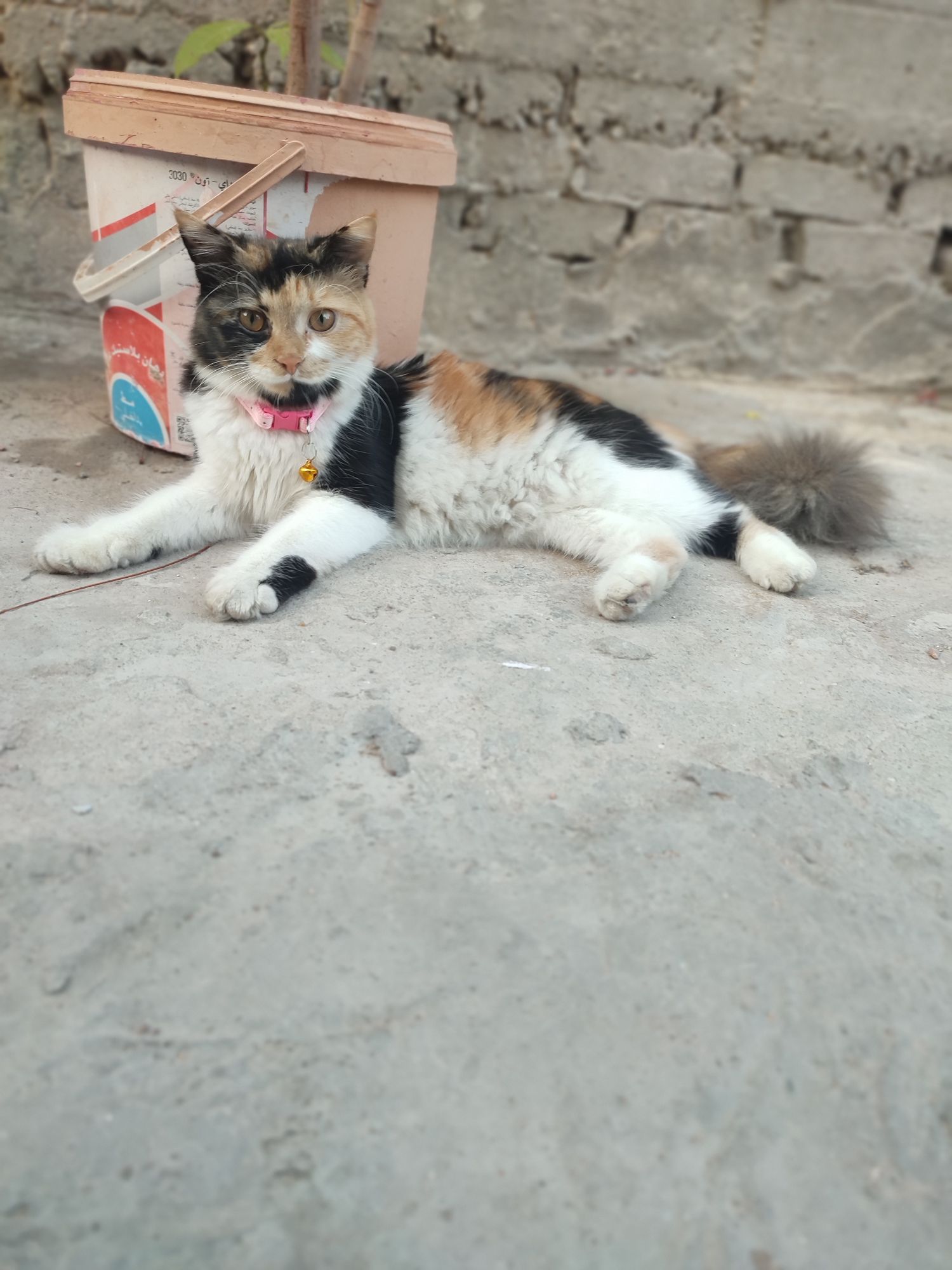 صورة Koky - قطط