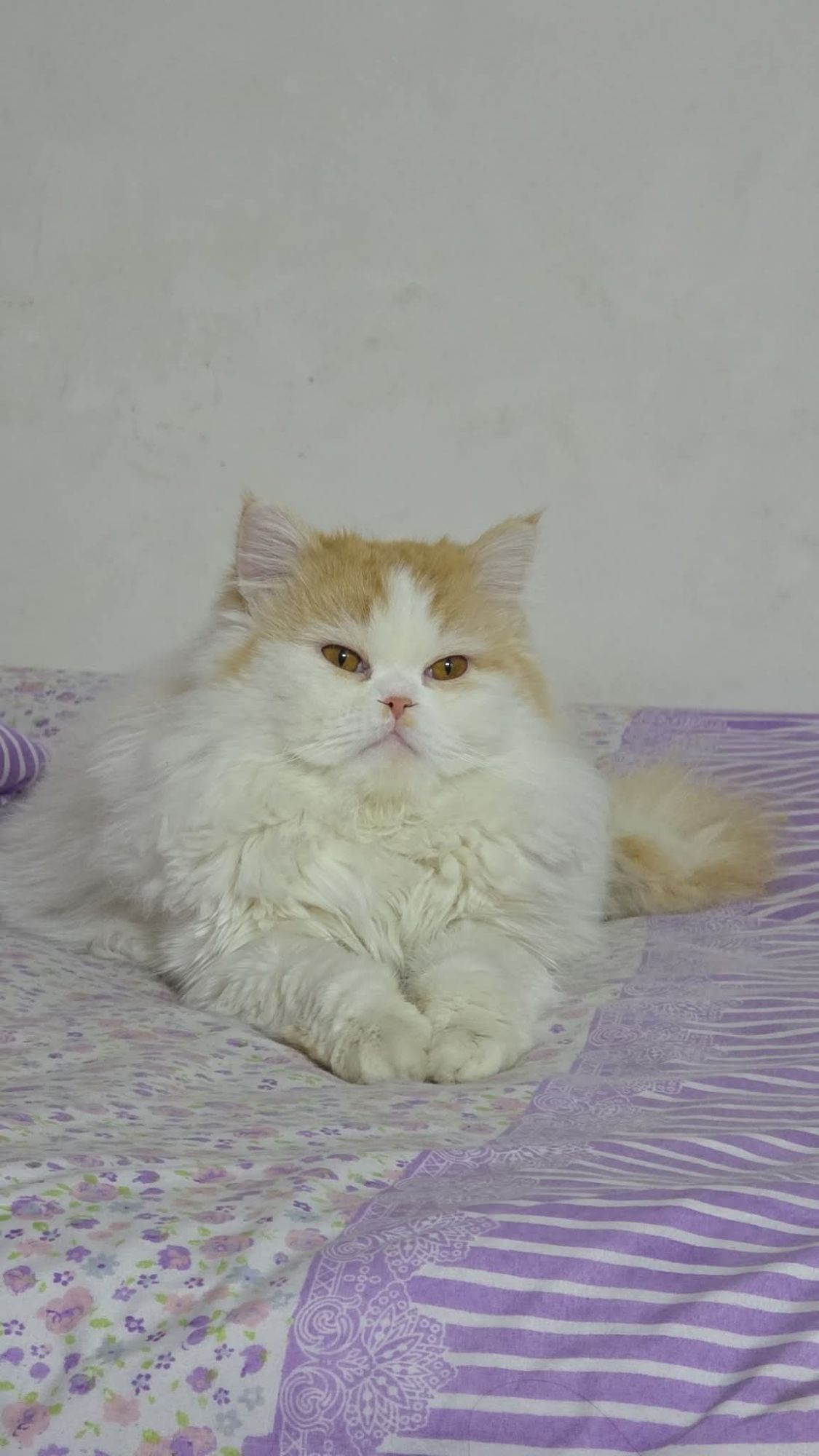 صورة Loffy