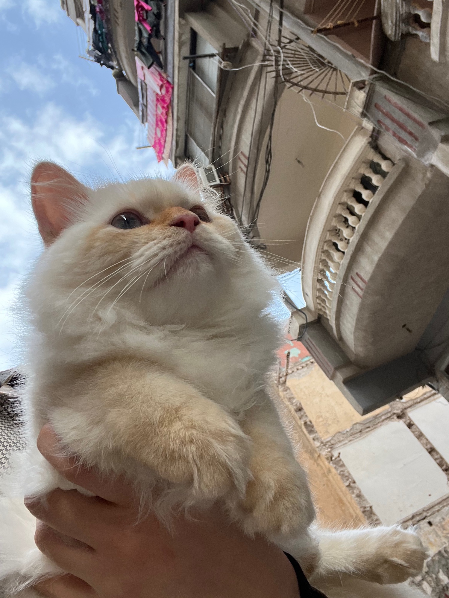 صورة marshmallow