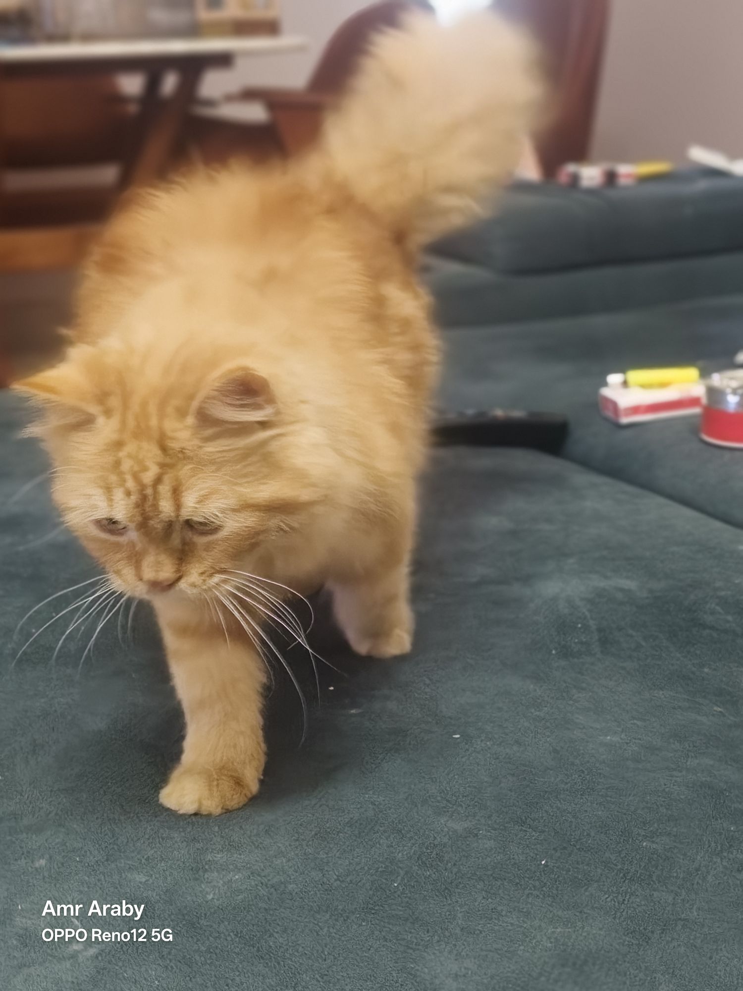 صورة استاذ سكر