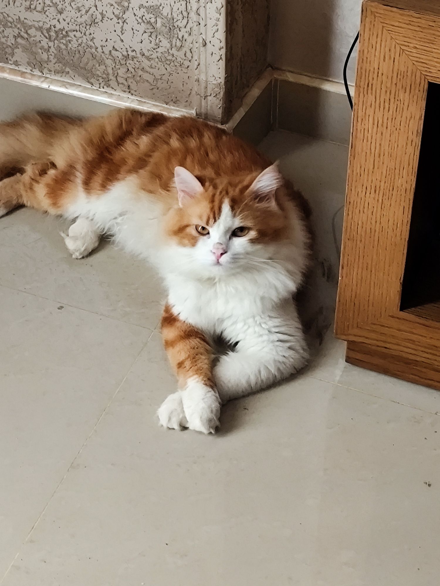 صورة تيمور