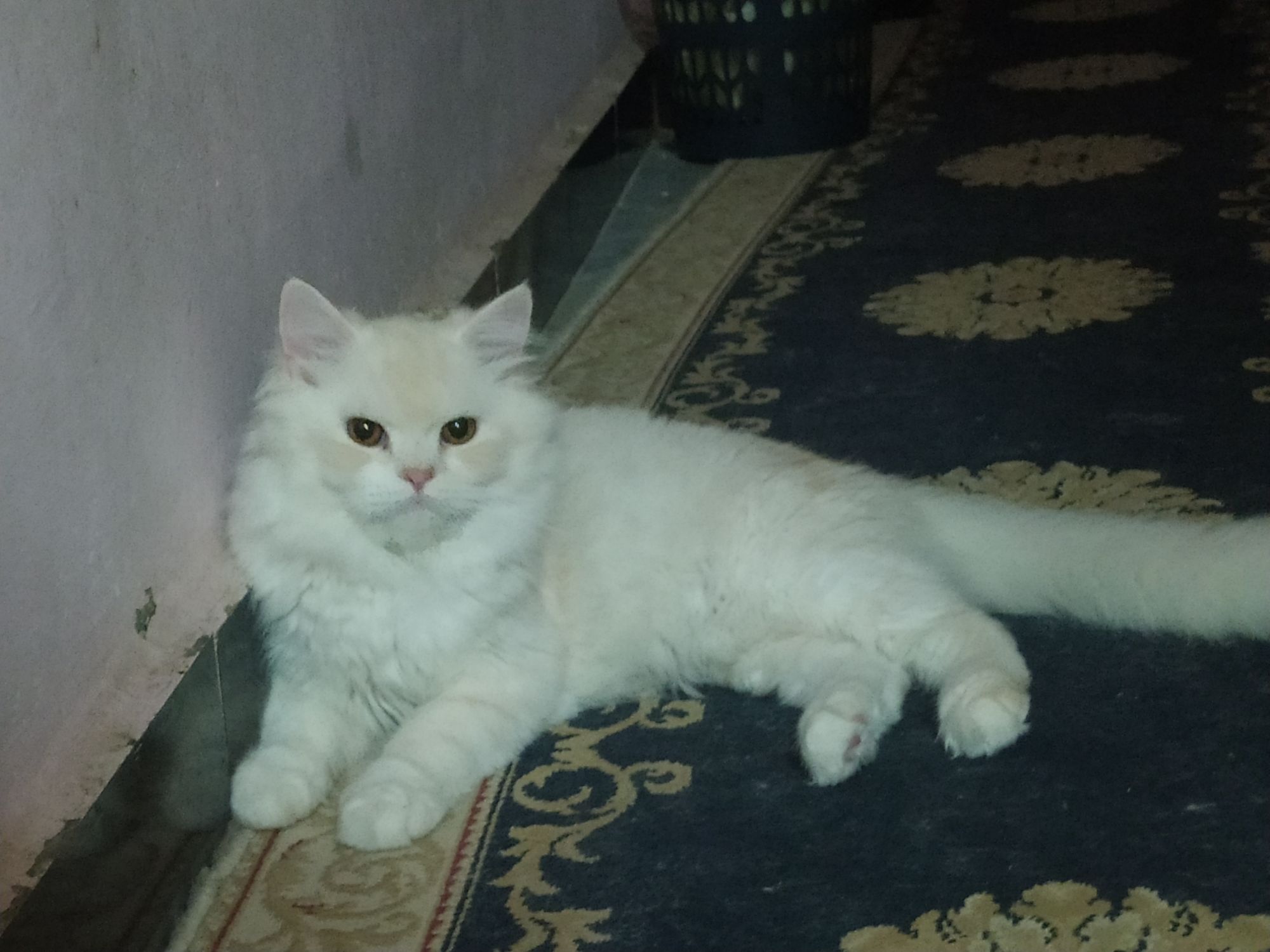 صورة كاجو