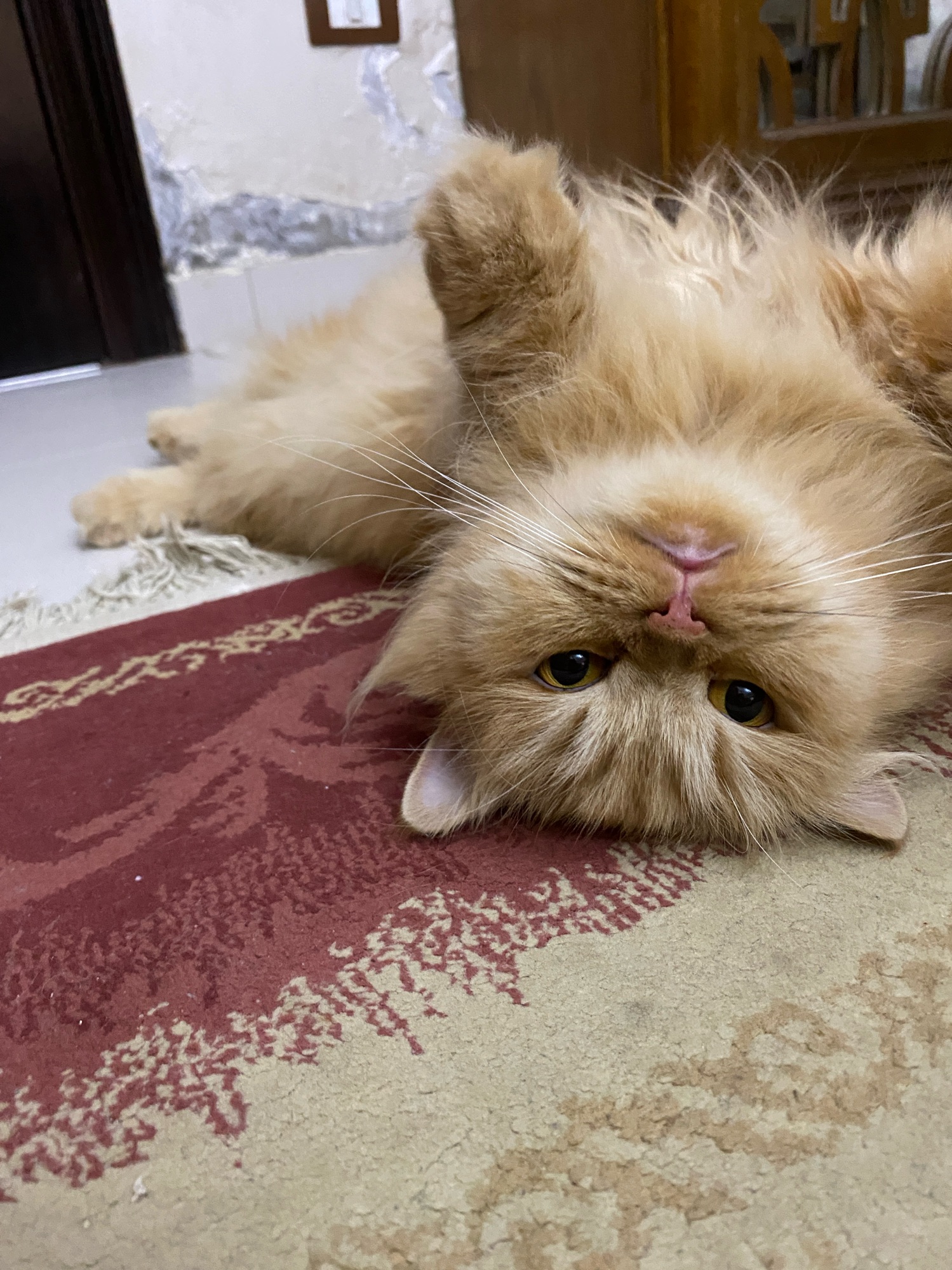 صورة Lolly