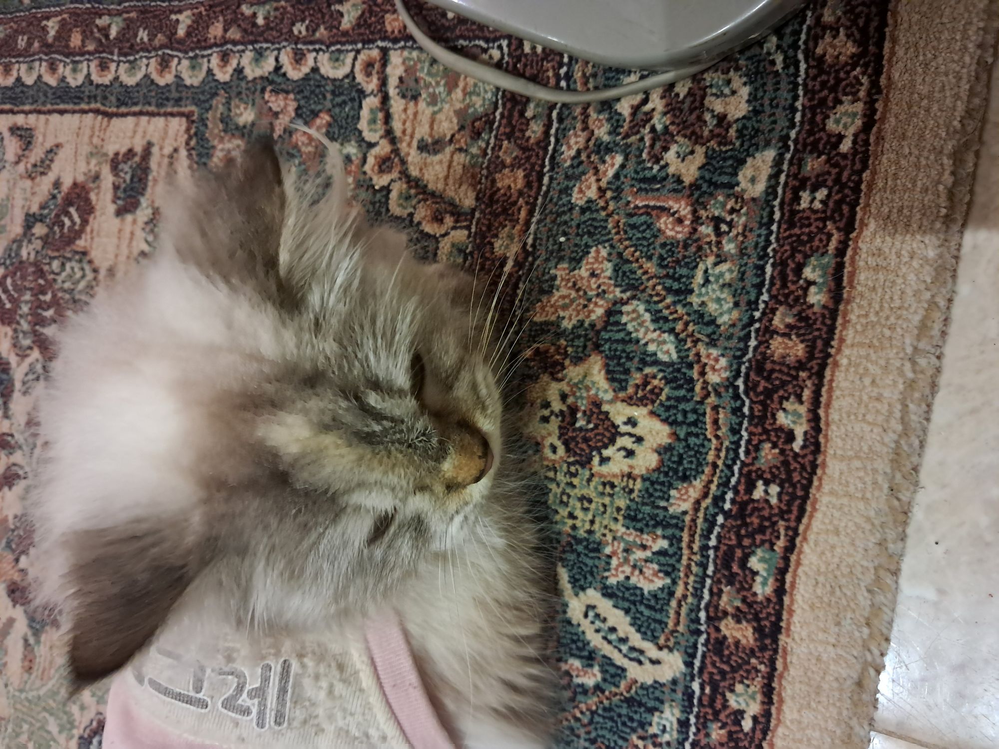 صورة Loly - قطط