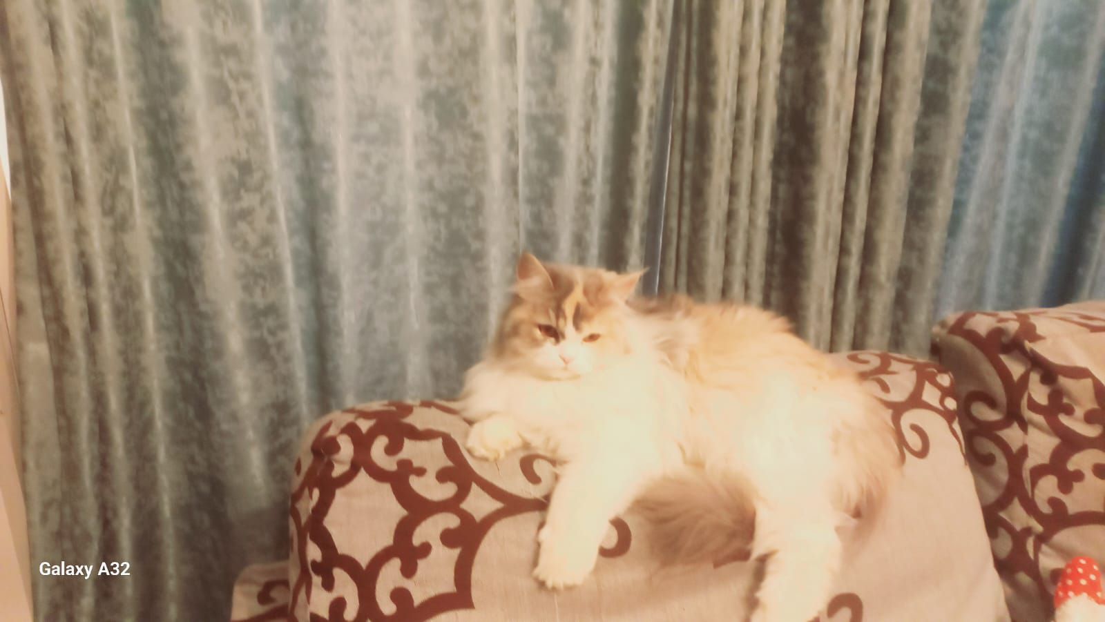 صورة كيتى