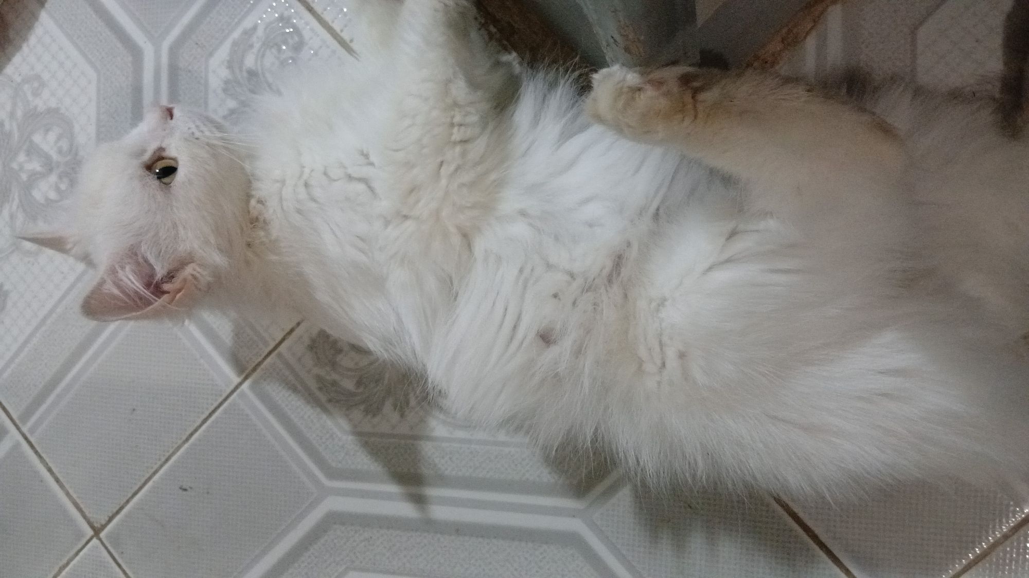 صورة كيتي