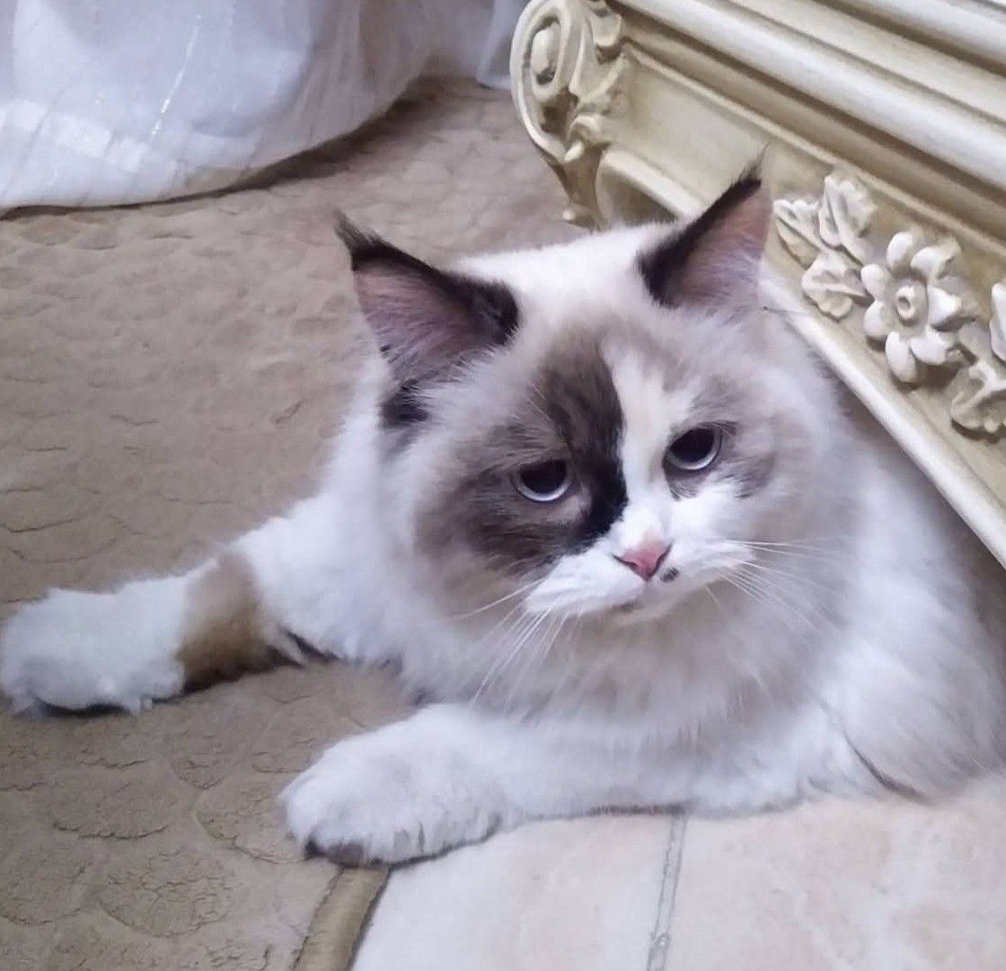 صورة بيلا