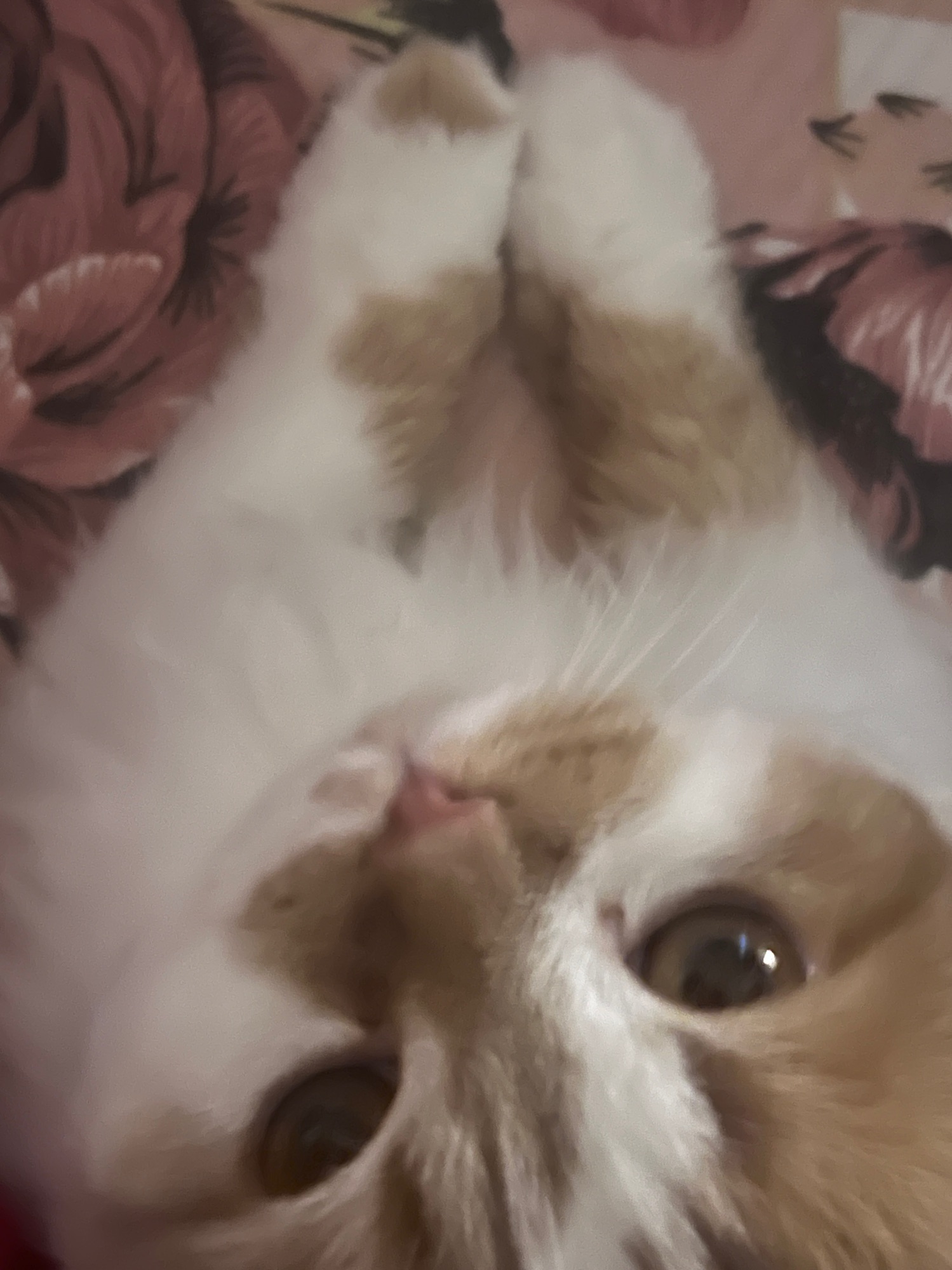 صورة فرغلي