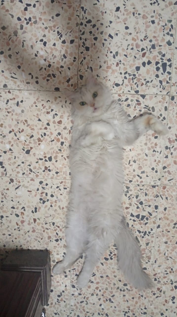 صورة بسبوسة