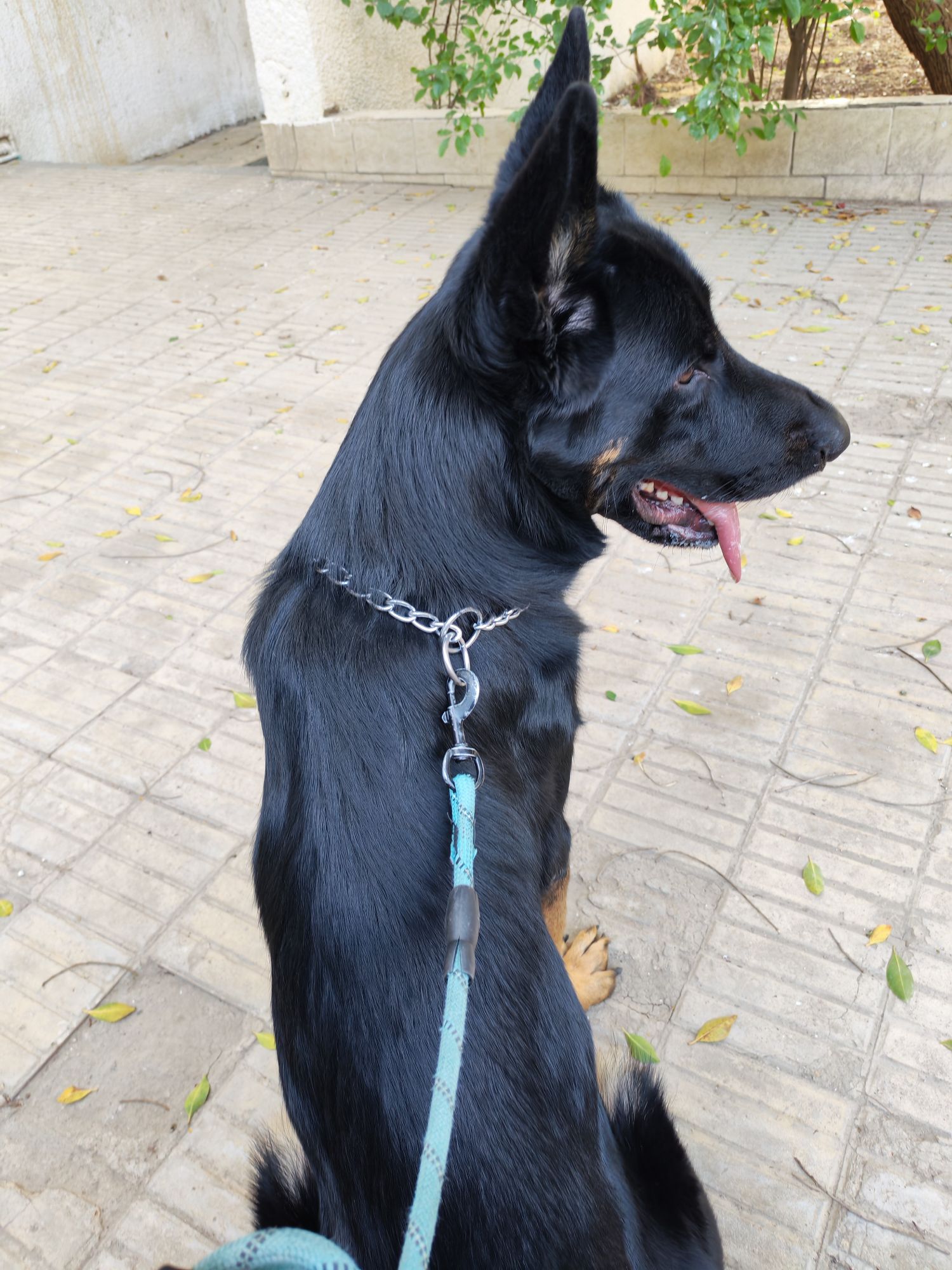 Leo german Shepherd 2