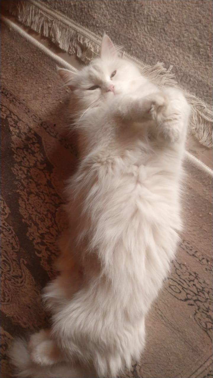 فريسكا 2