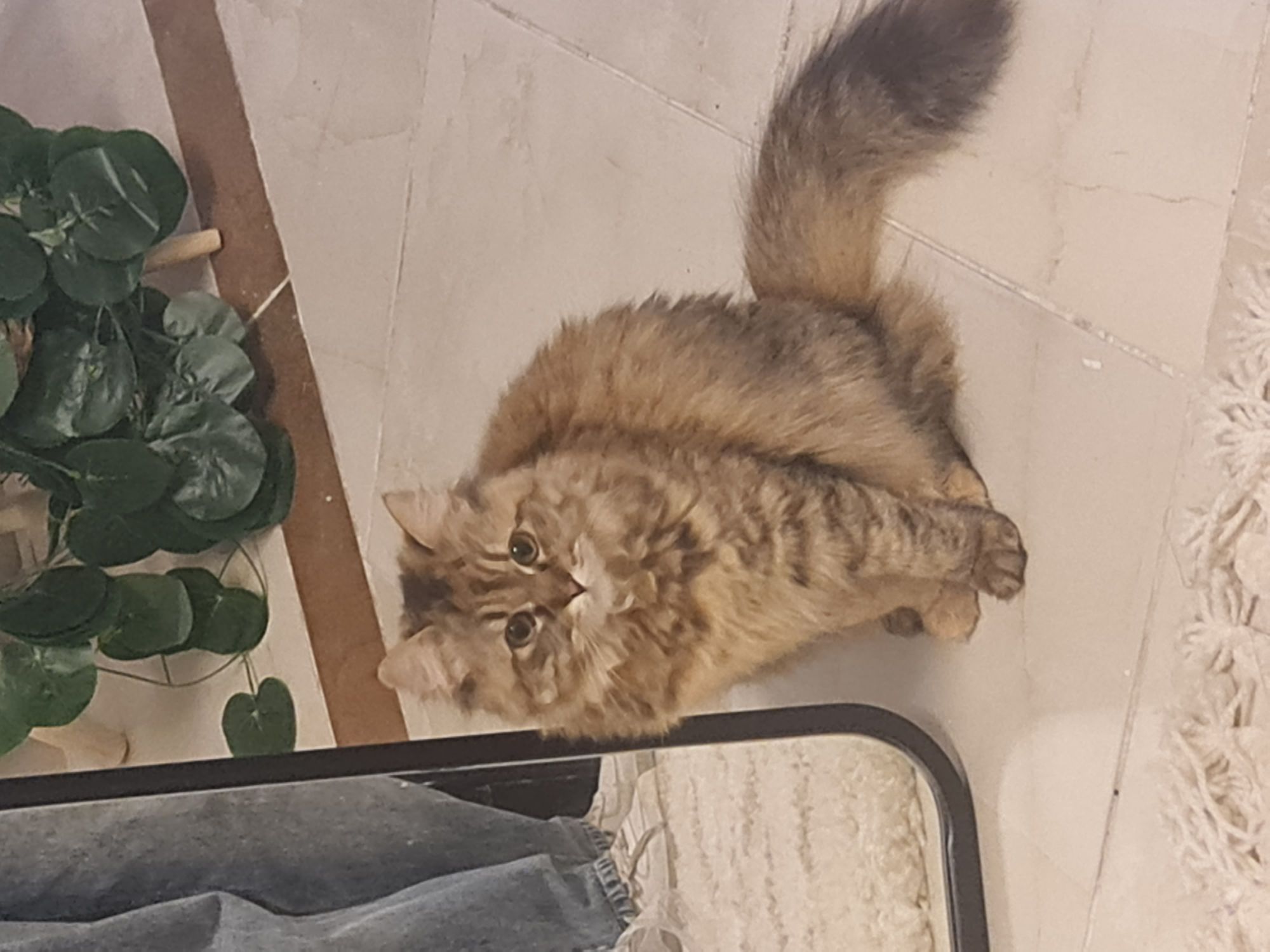 كاتى 2