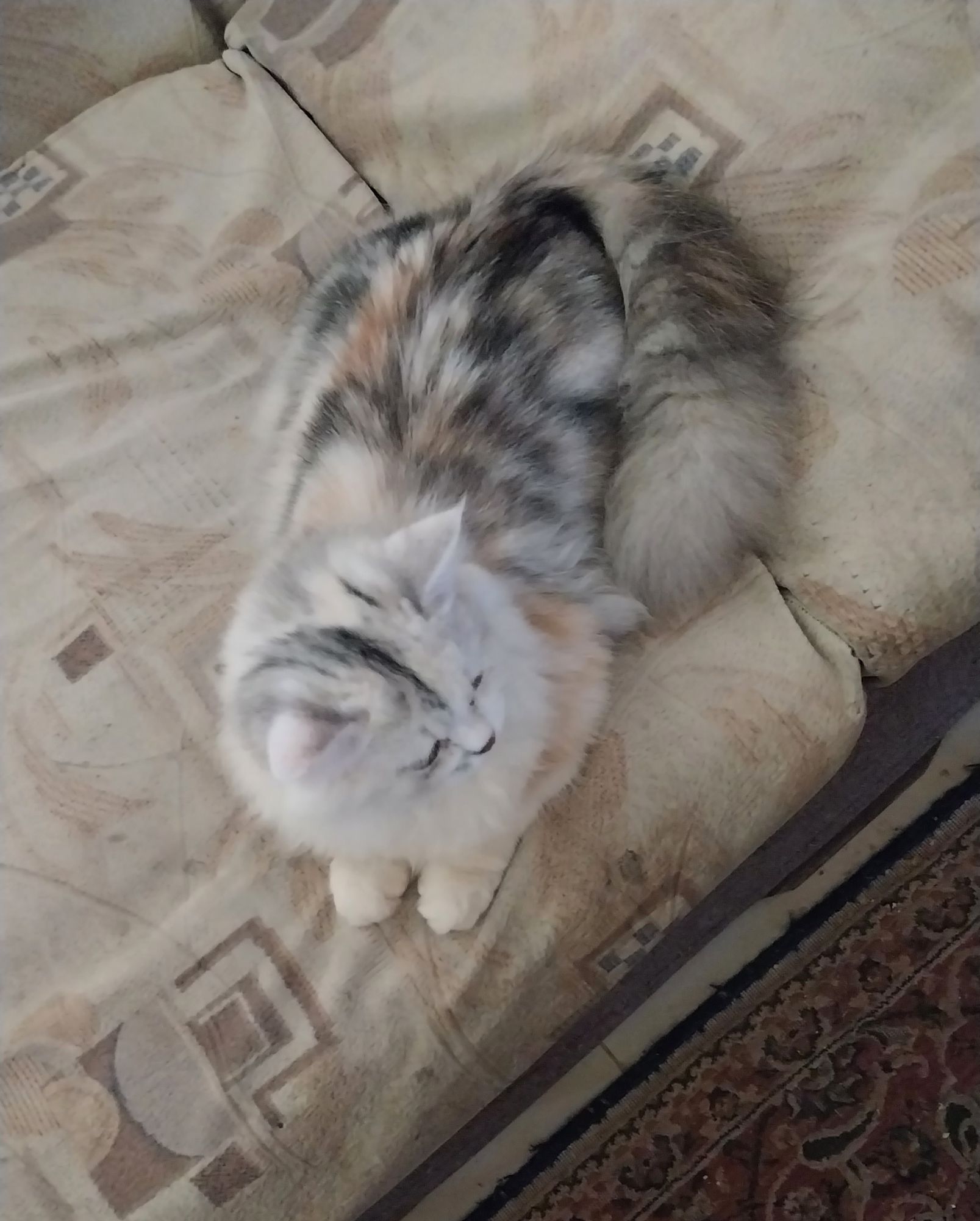 لوزة (لولي) 2