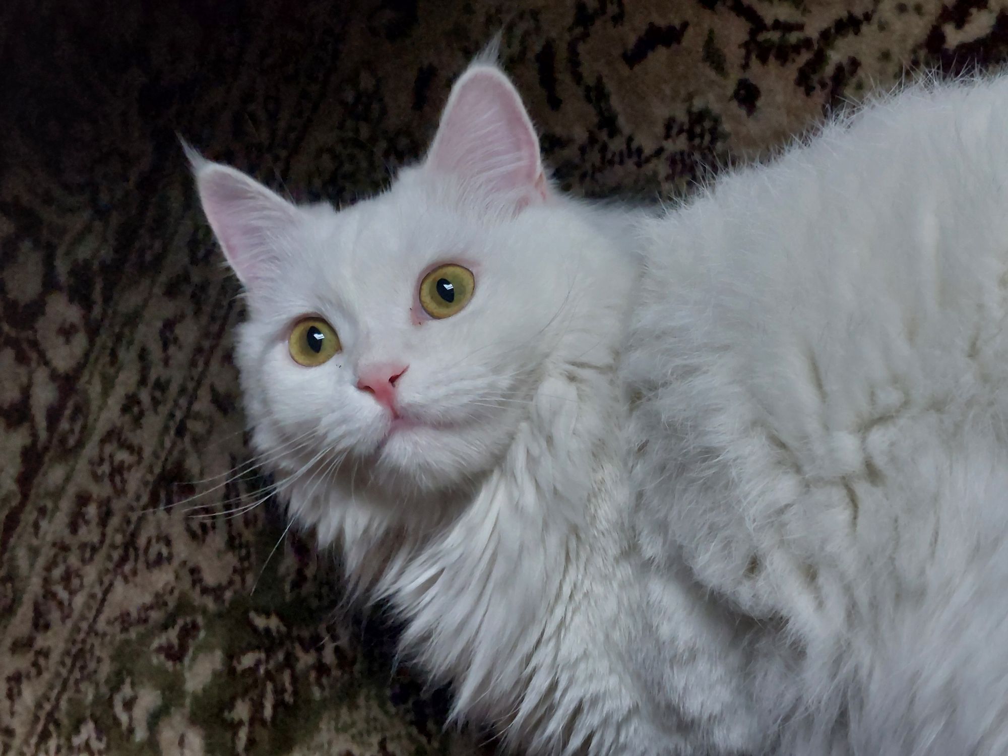 سولا ❤️🐾🐾 2