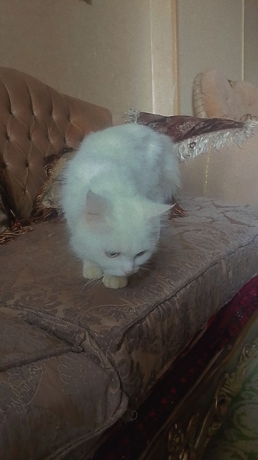 مشمشة 2