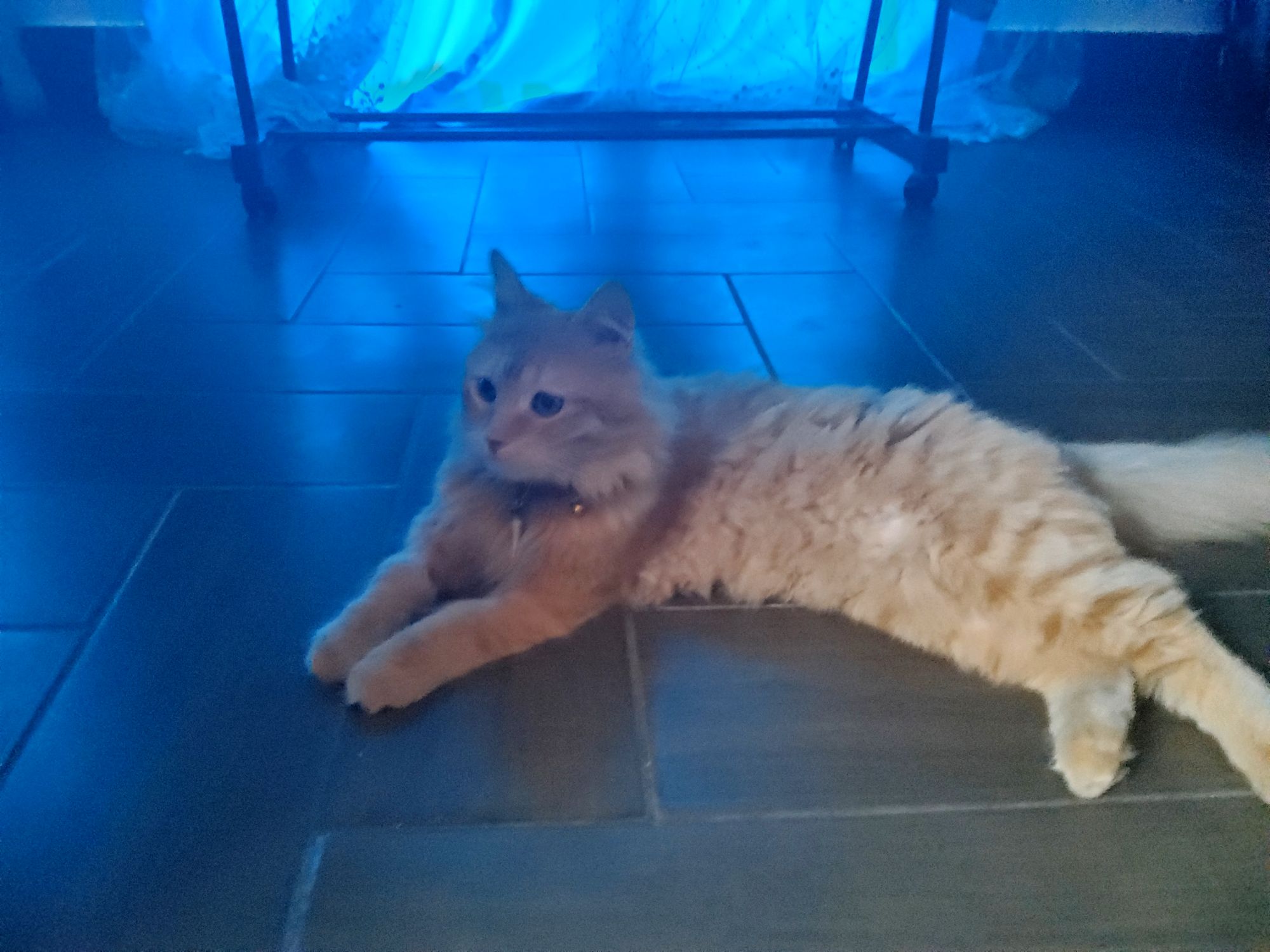 بندق 2