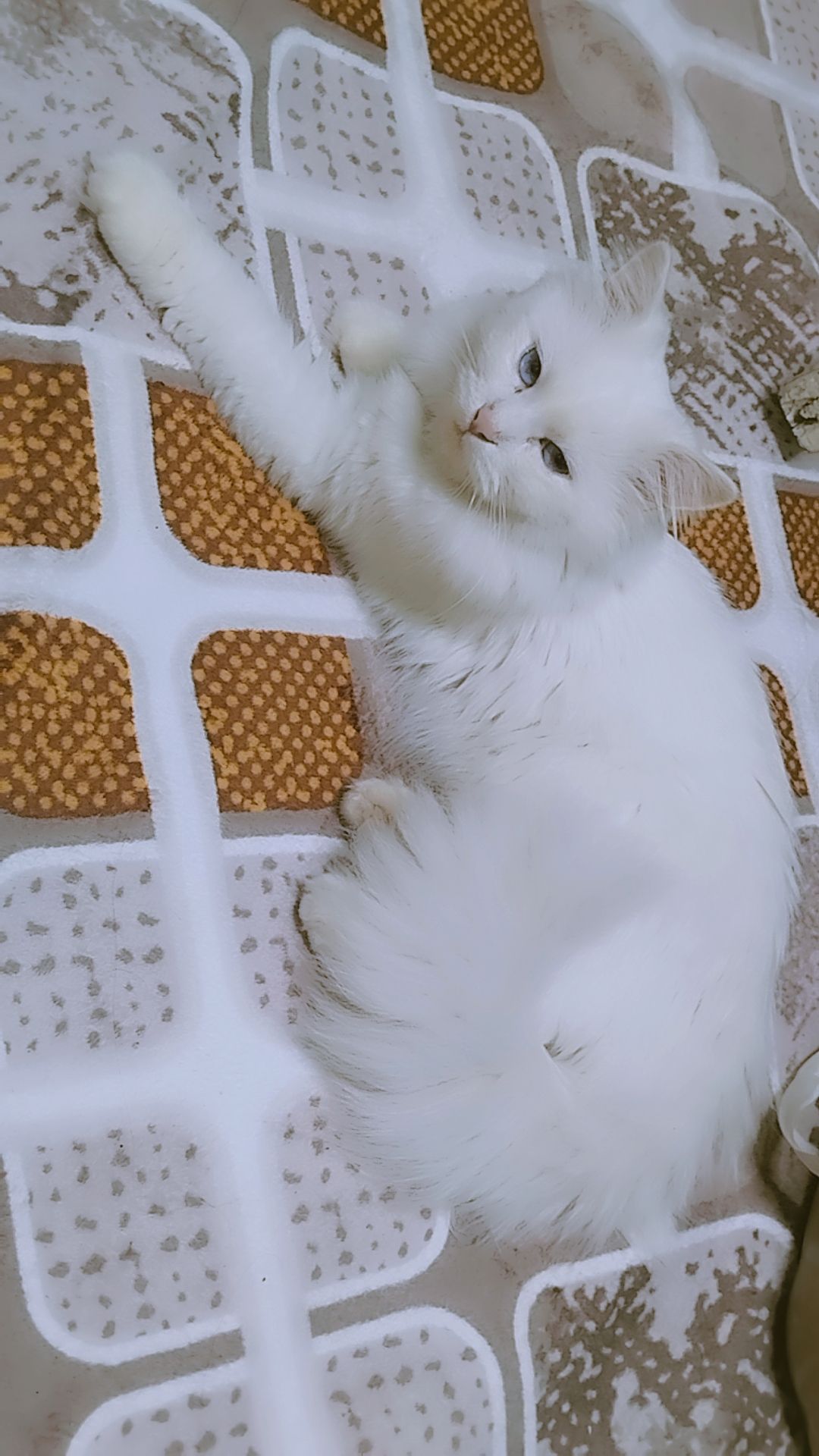 Roza ♥️ 2
