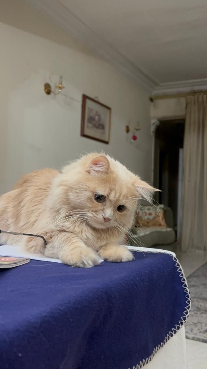 بينو 2