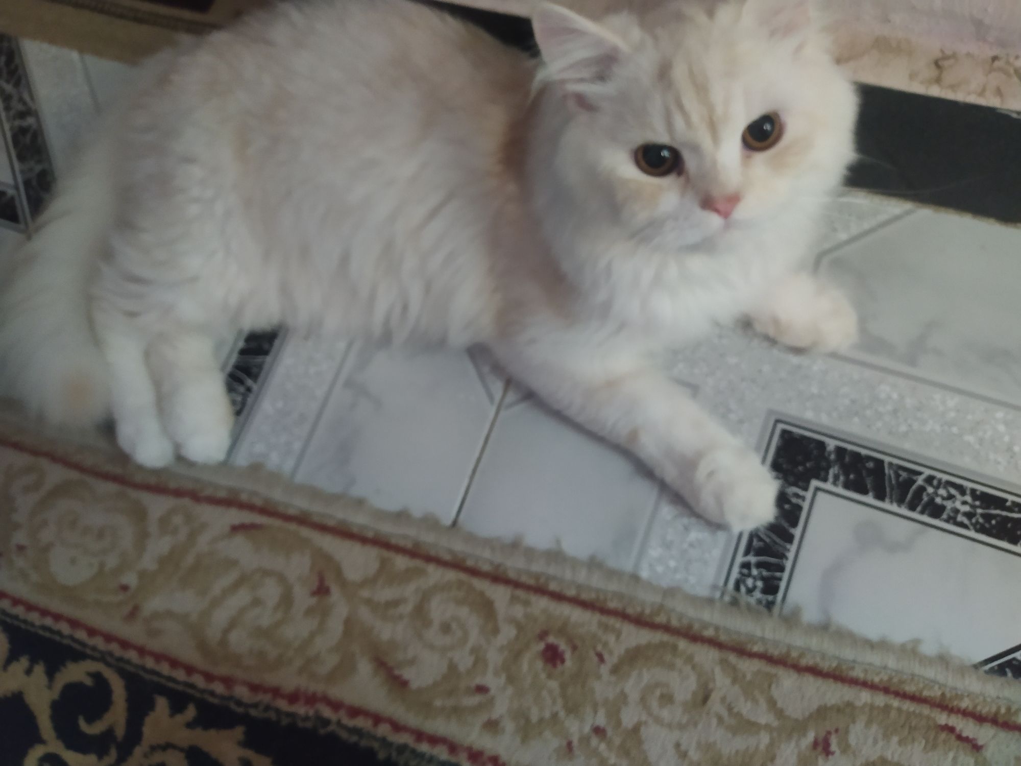 كاجو 2
