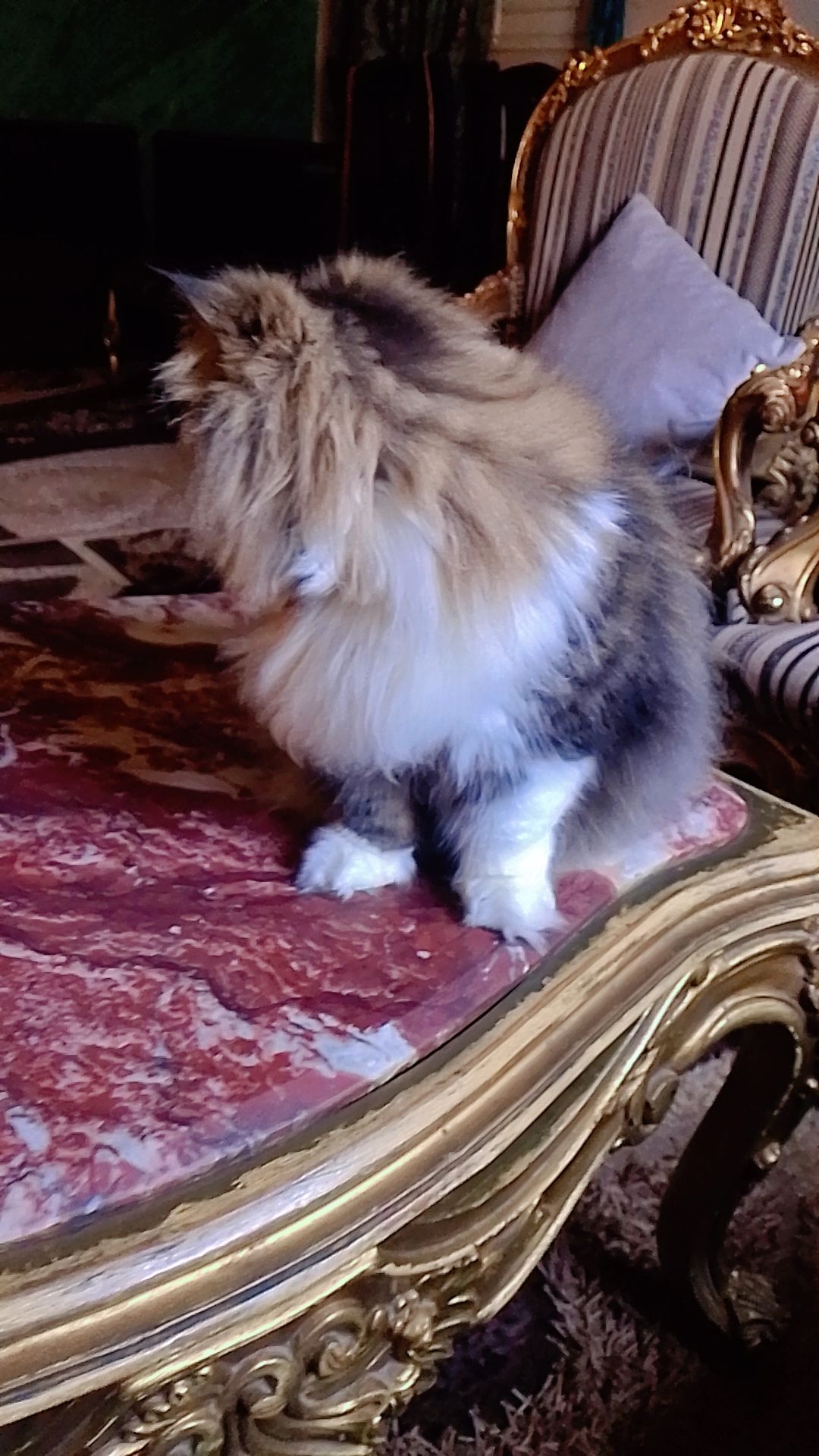 قط بيرشن زورار 2