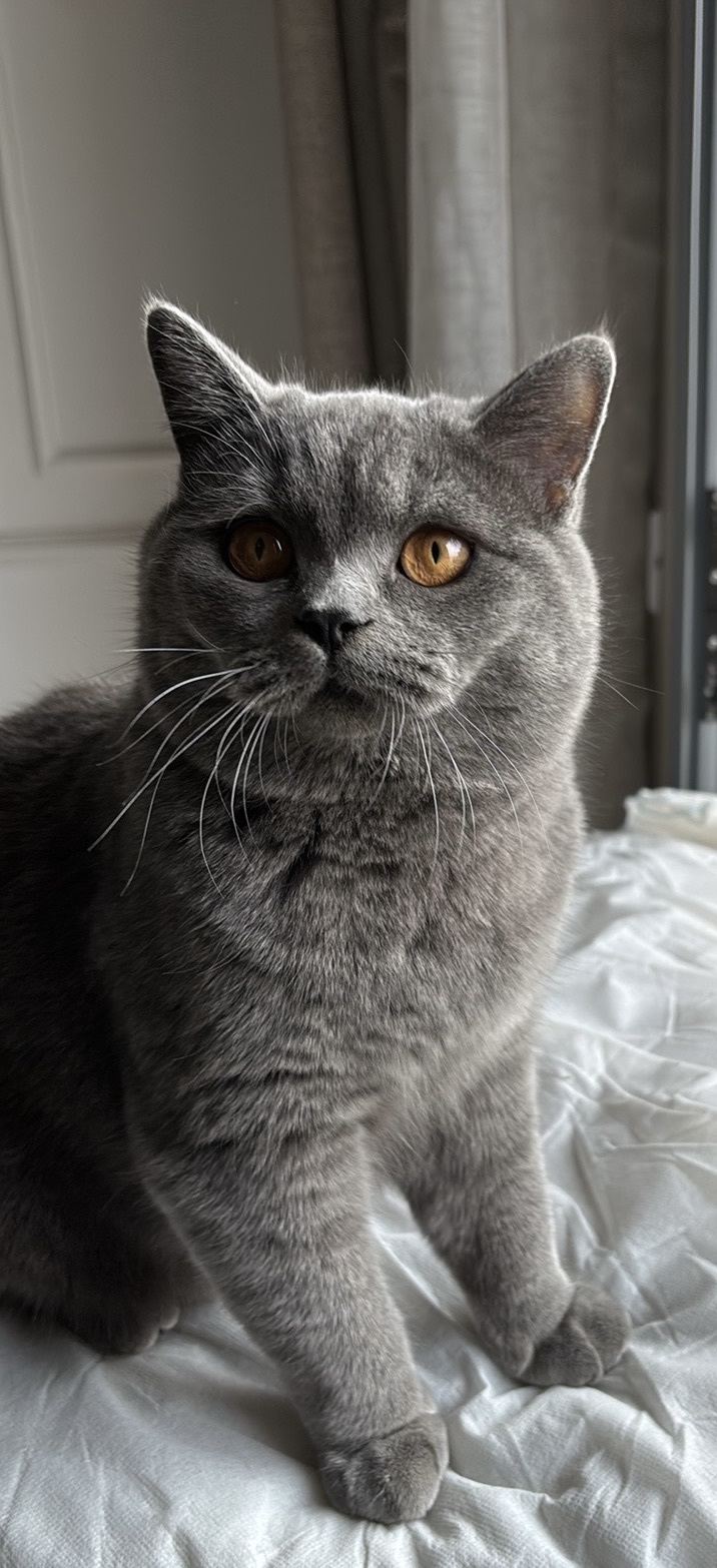بوريتو 2