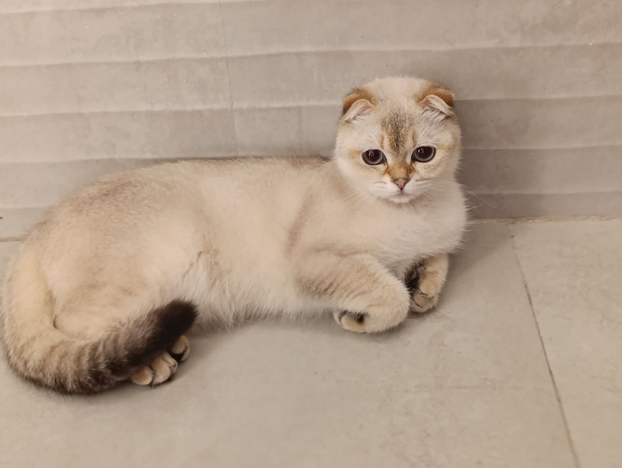 بسكوته 2