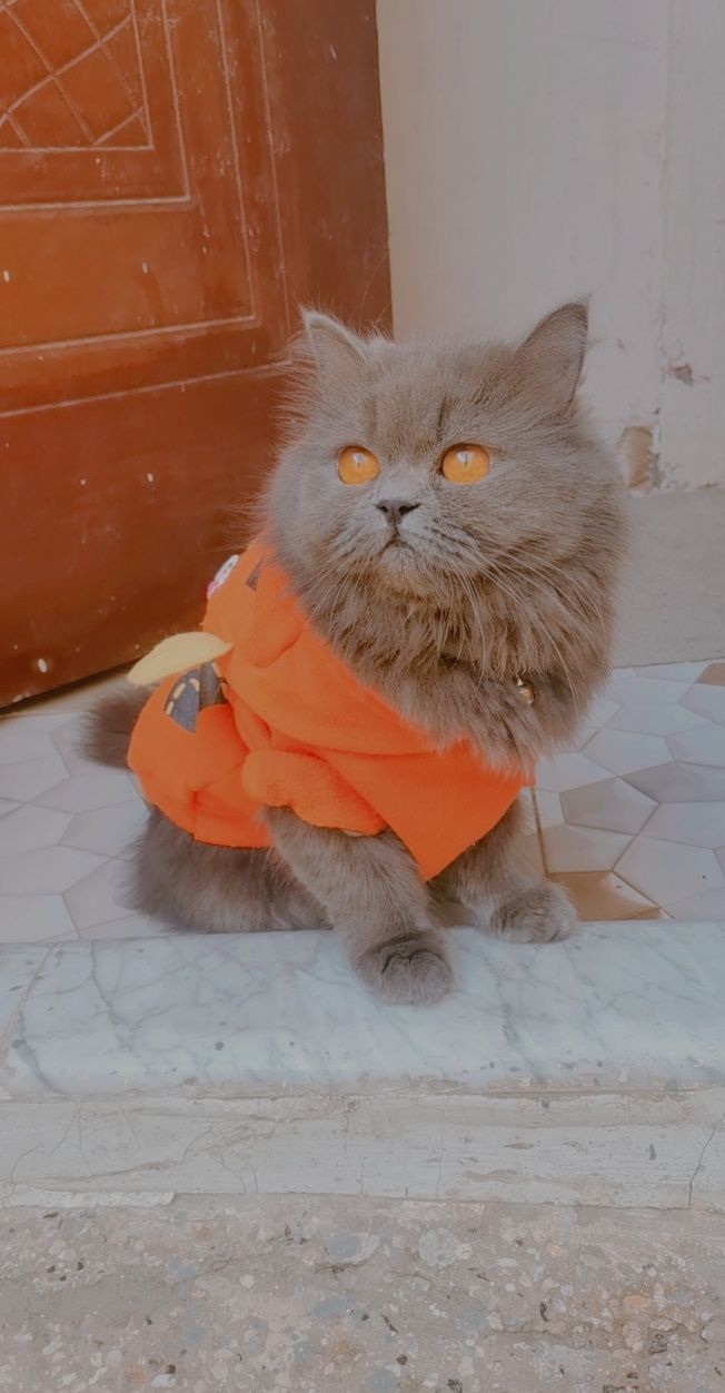 Bella 2