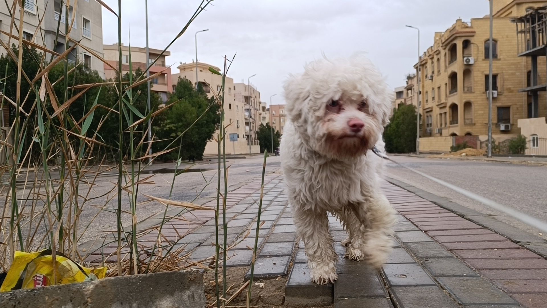 بندق 2