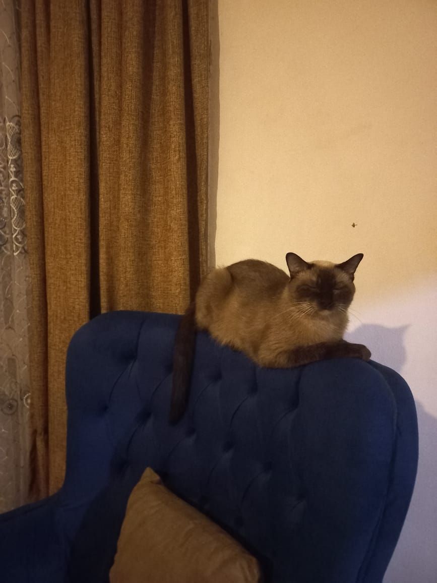 Tota 2