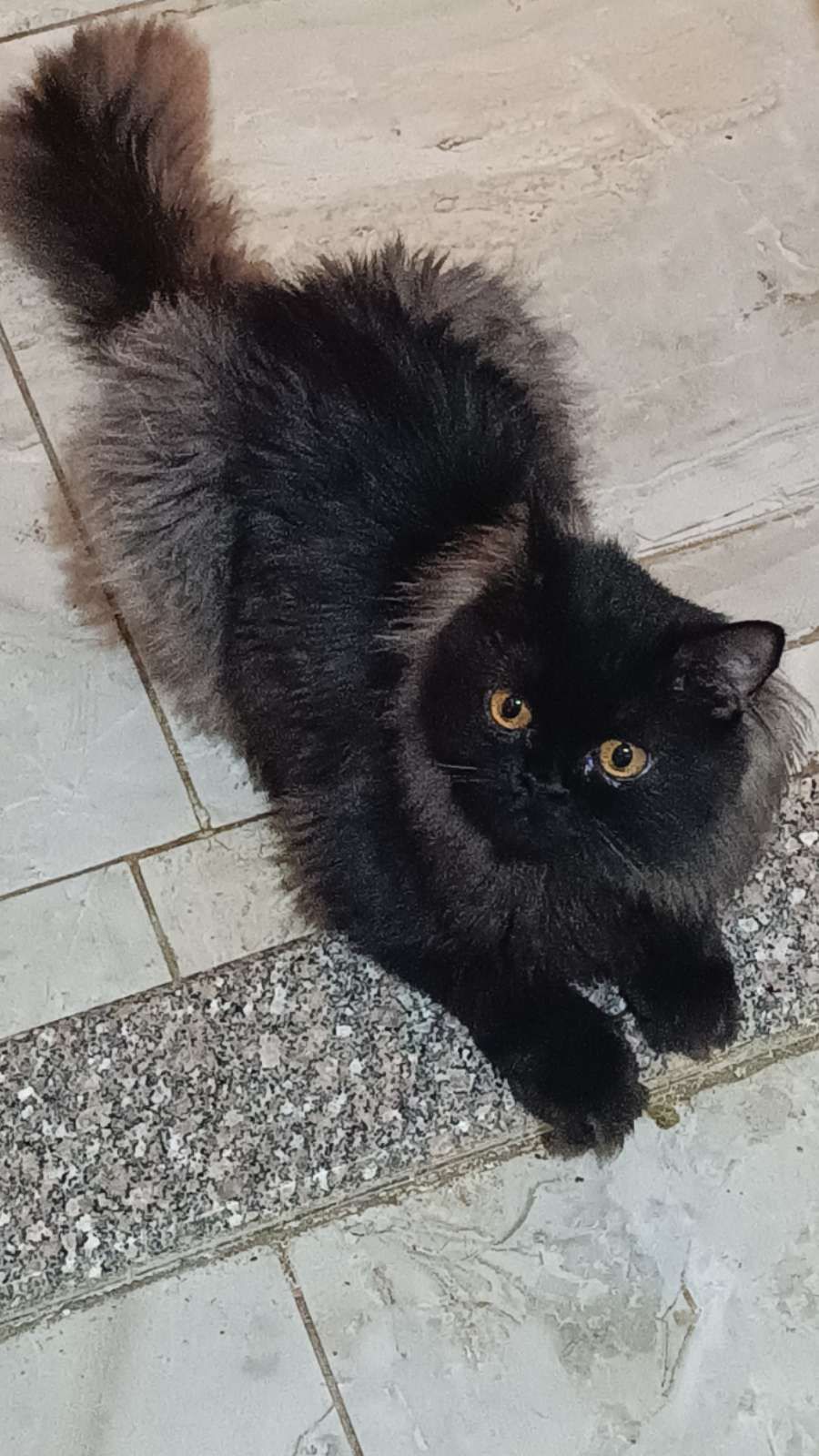 Doko 2