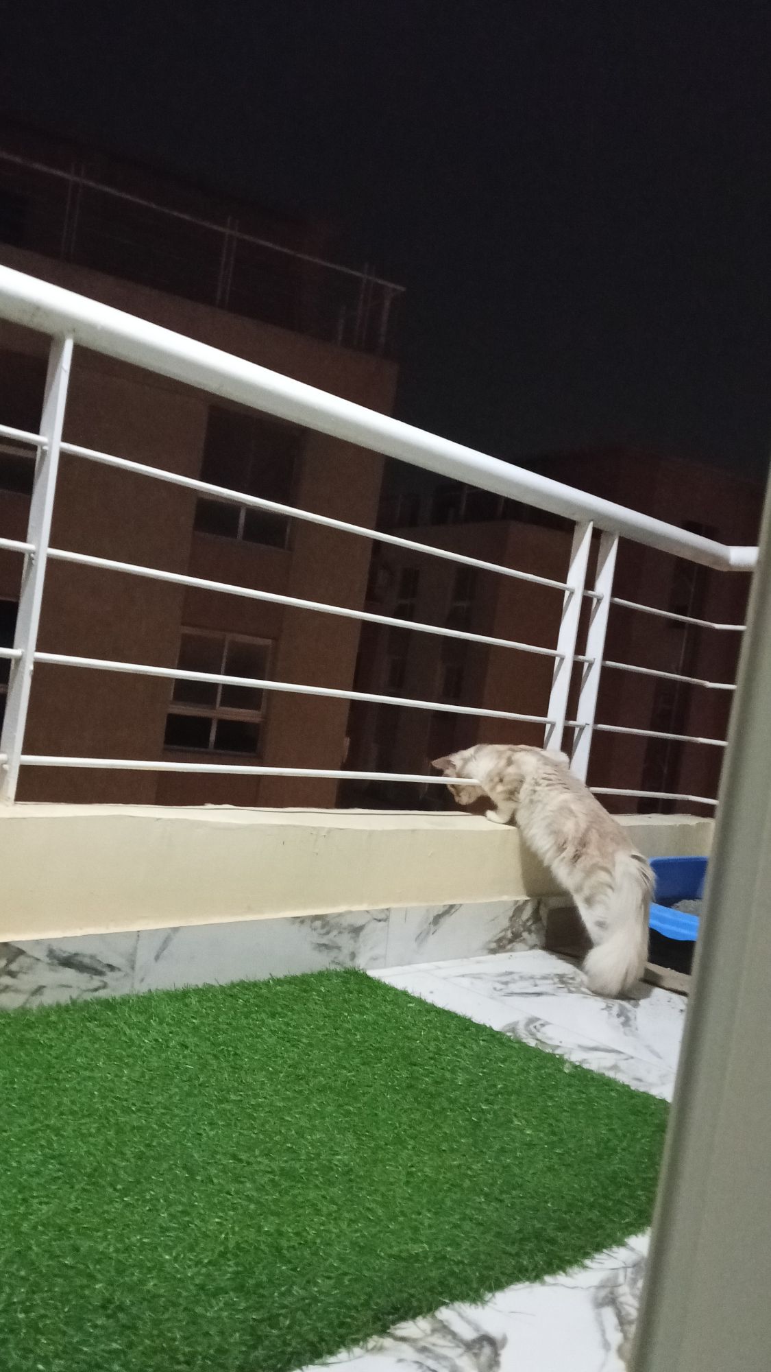 مشمش 2