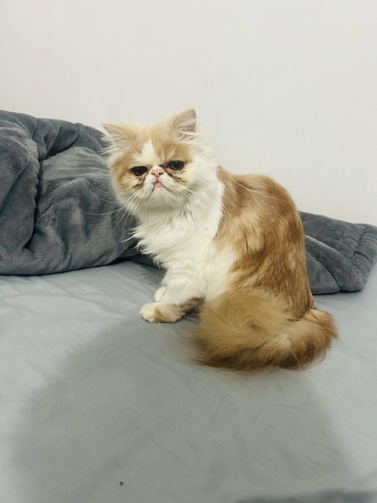 فانيله قطه بيرشن فلات فيس 2