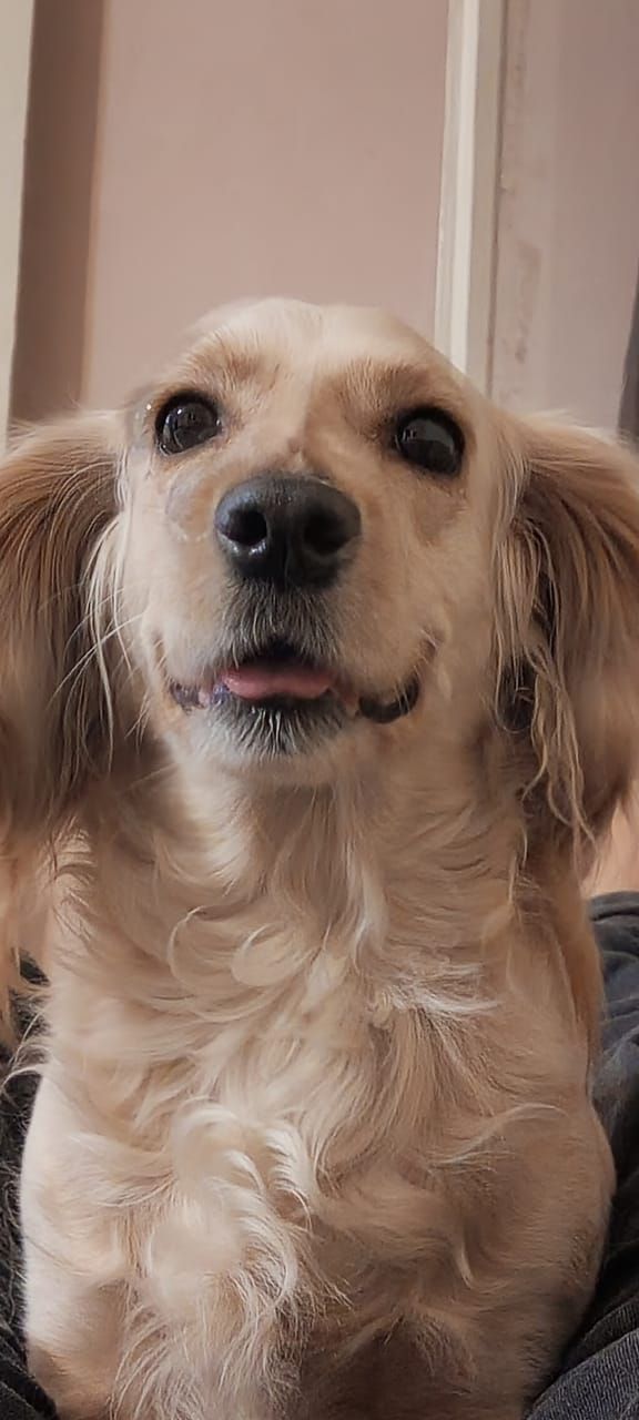 اسبانيش كوكر JASICA 2