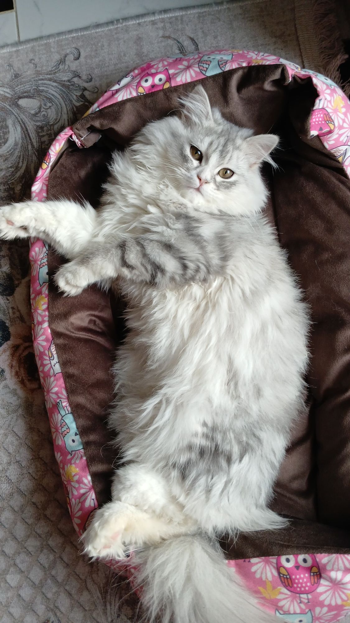 Shiko 2